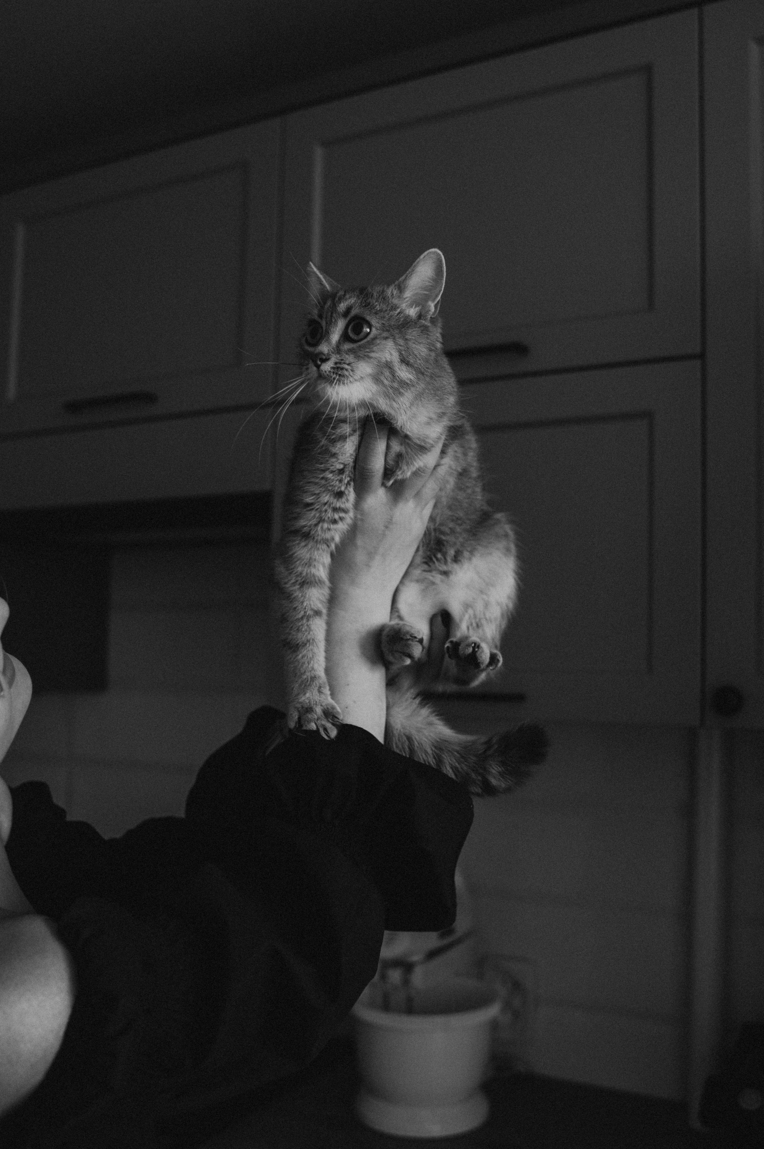 Фотосесія з котиком. Сімейний, дитячий та індивідуальний фотограф в м. Тернопіль, м. Львів