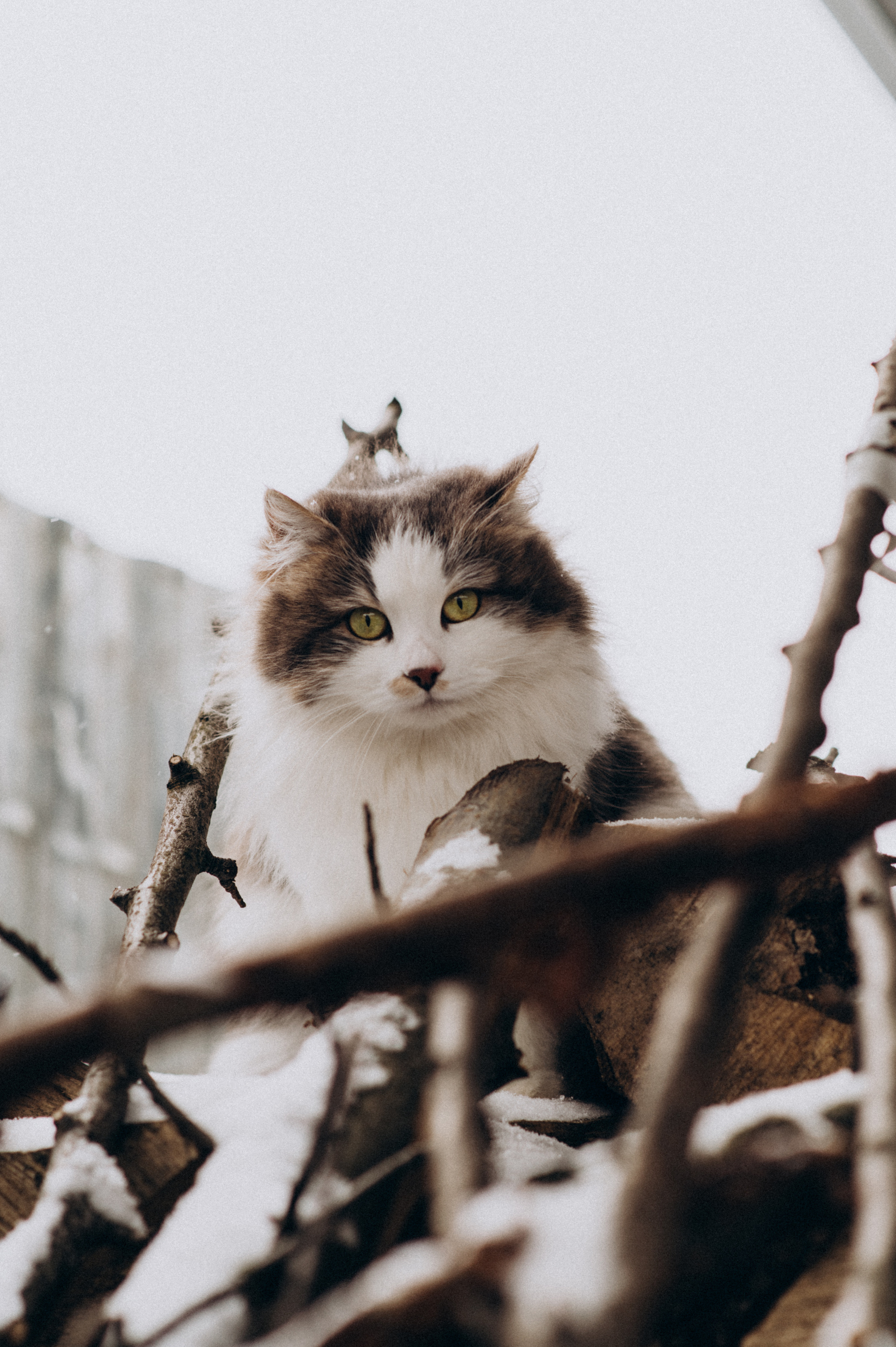 Зйомка з собакою Oleksandra & Volt. Сімейний, дитячий та індивідуальний фотограф в м. Тернопіль, м. Львів