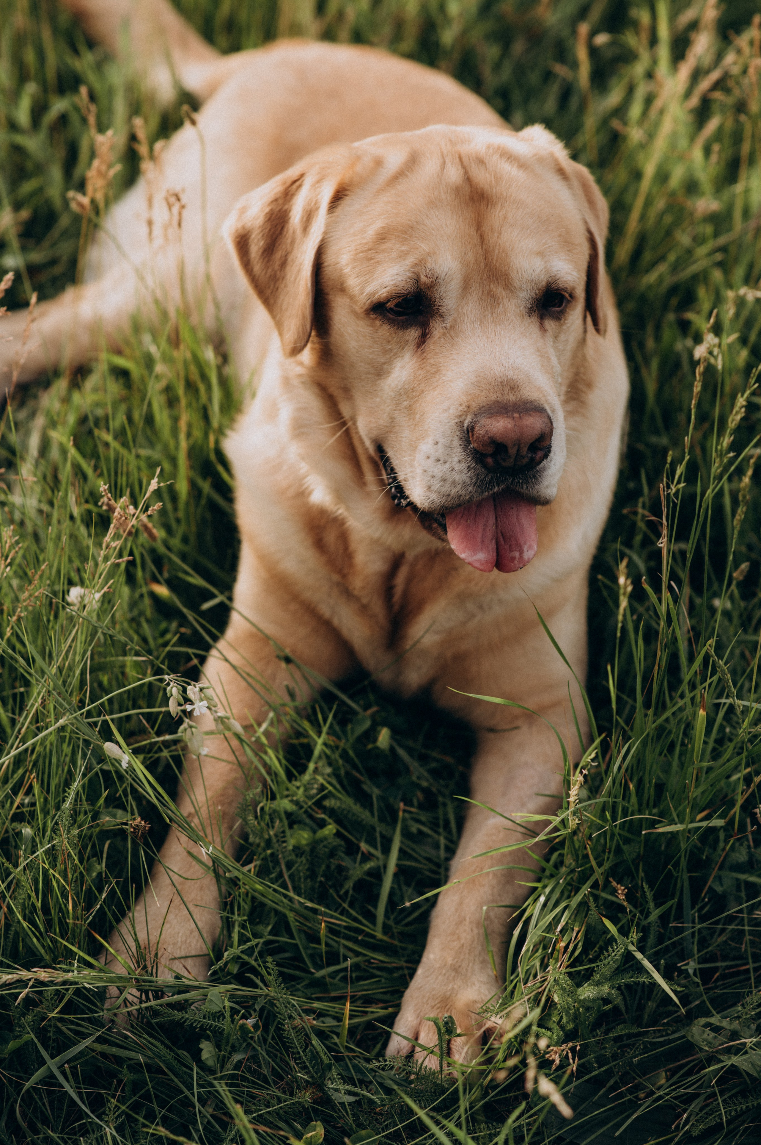 Сімейна фотосесія на природі, зйомка з собакою, фотосесія лавсторі Тернопіль. Сімейний, дитячий та індивідуальний фотограф в м. Тернопіль, м. Львів