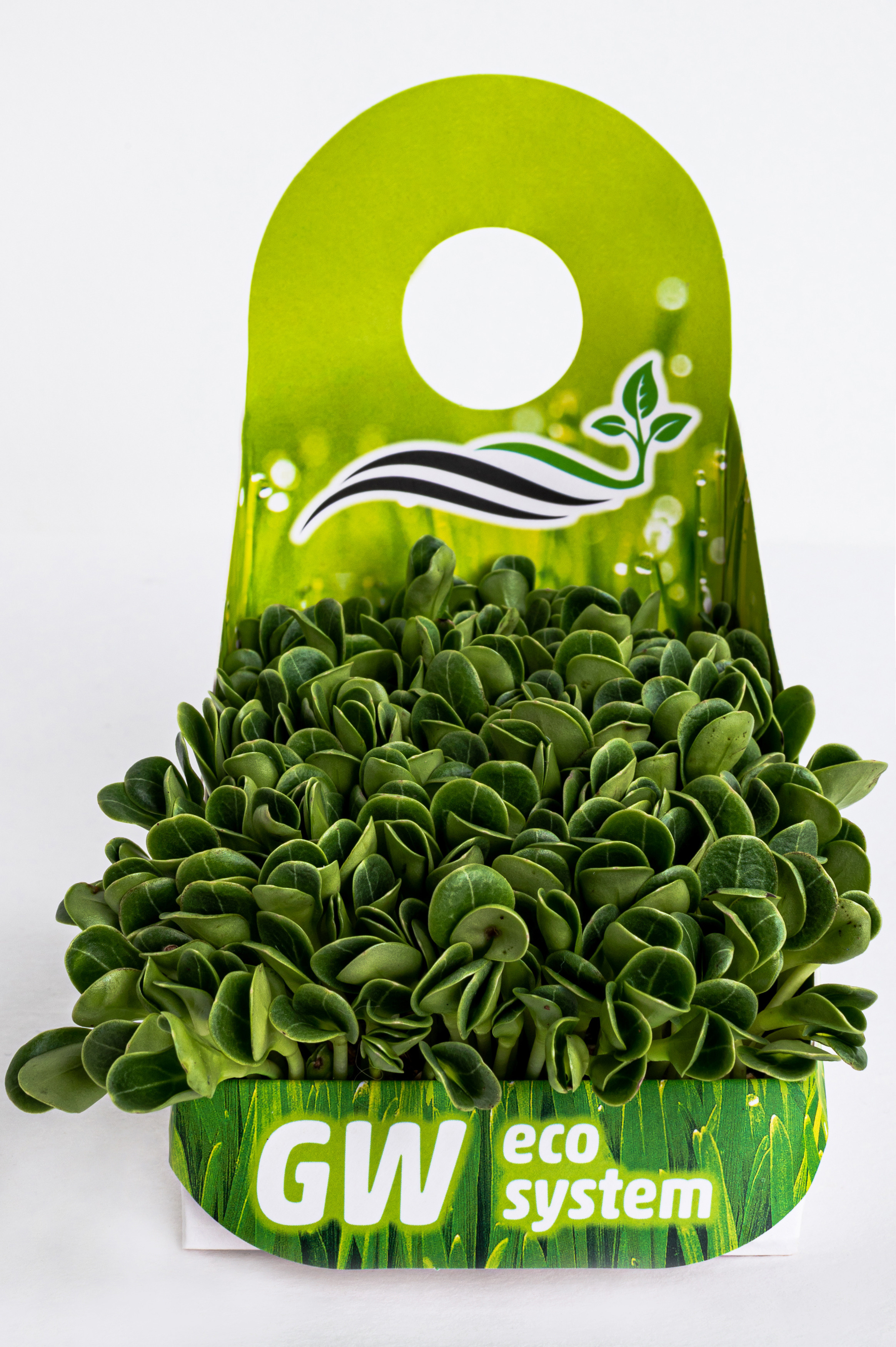 Предметні фото. Сімейний, дитячий та індивідуальний фотограф в м. Тернопіль, м. Львів