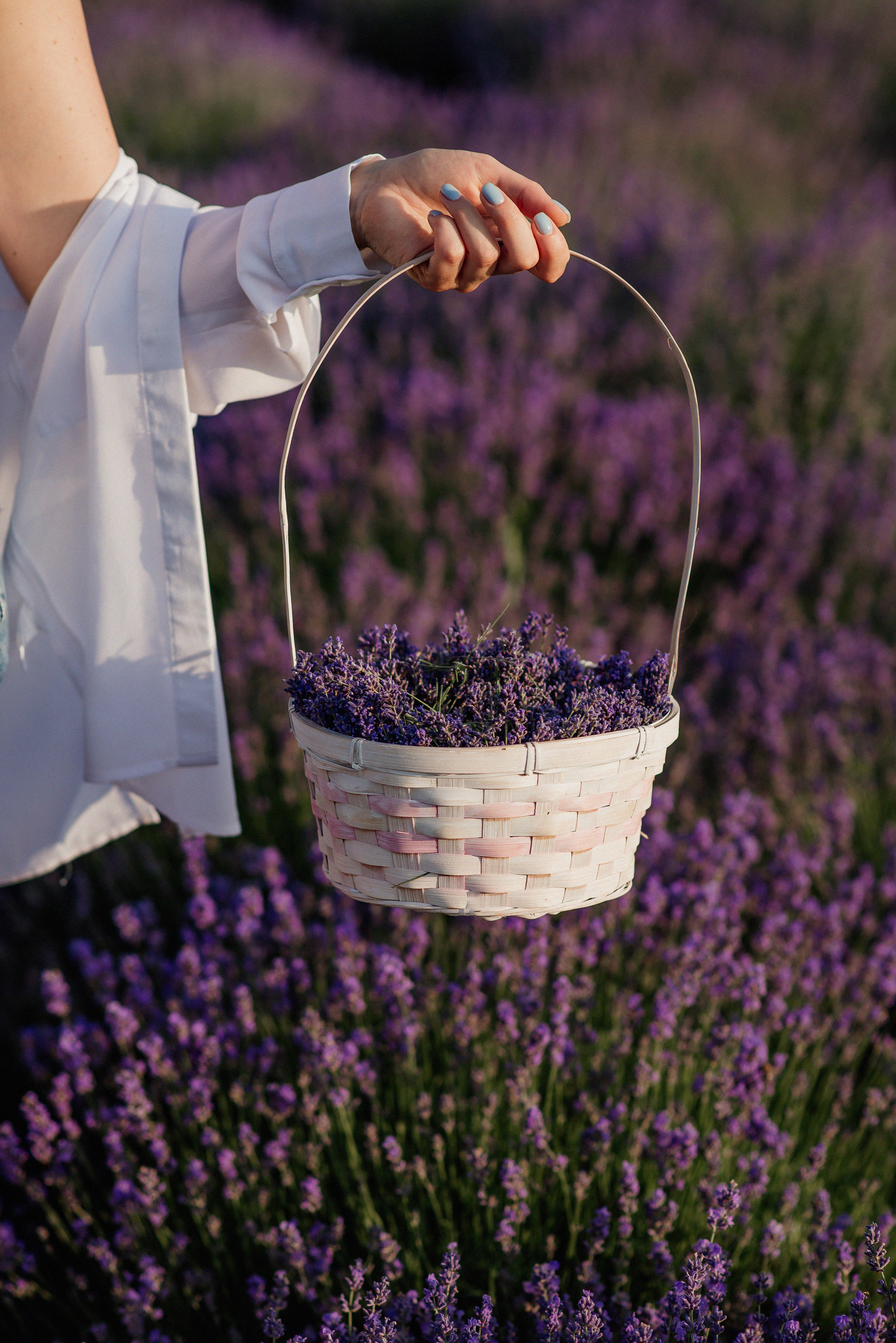 Фотосесія в лаванді. Лілія. Сімейний, дитячий та індивідуальний фотограф в м. Тернопіль, м. Львів