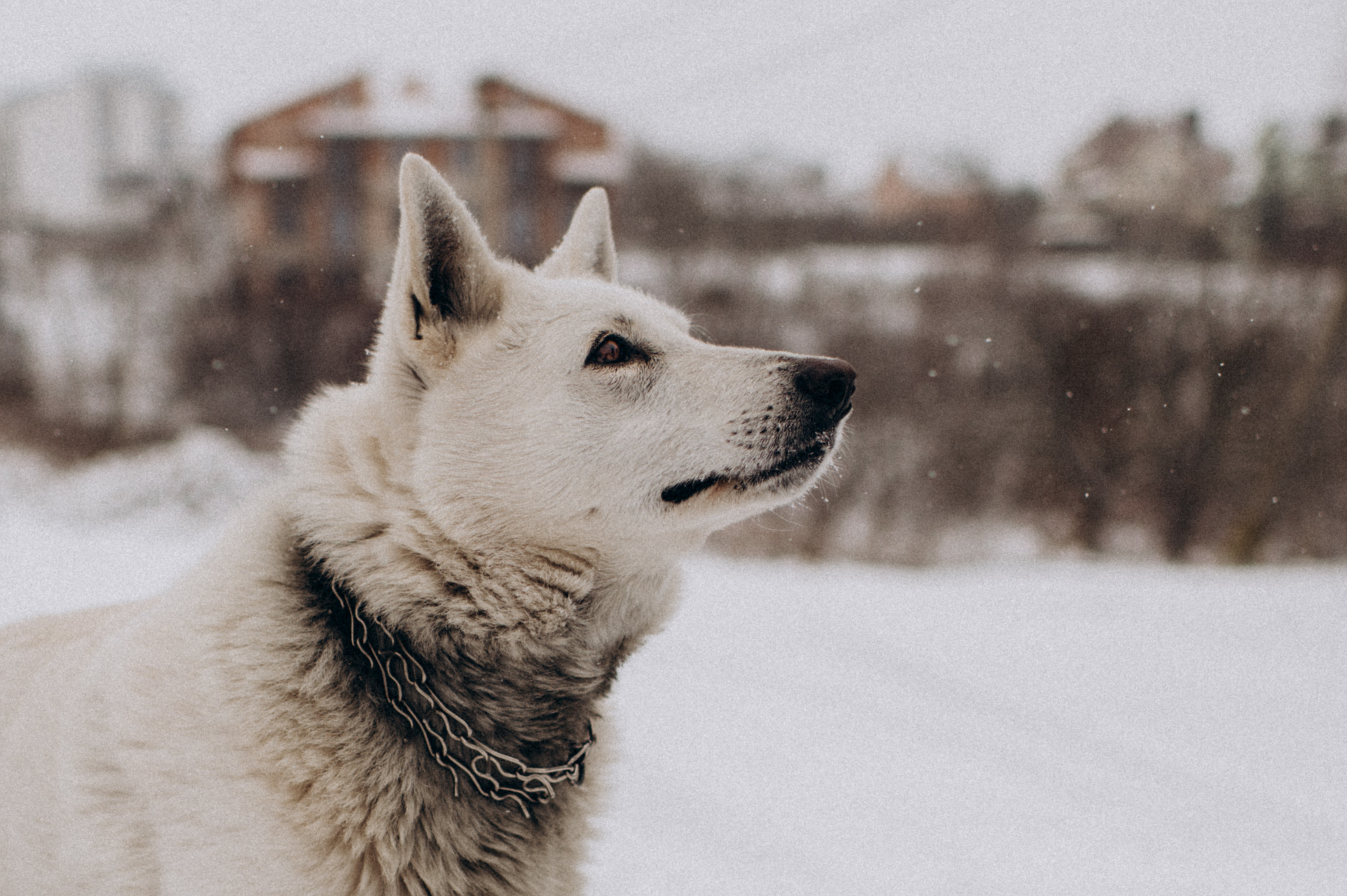 Зйомка з собакою Oleksandra & Volt. Сімейний, дитячий та індивідуальний фотограф в м. Тернопіль, м. Львів