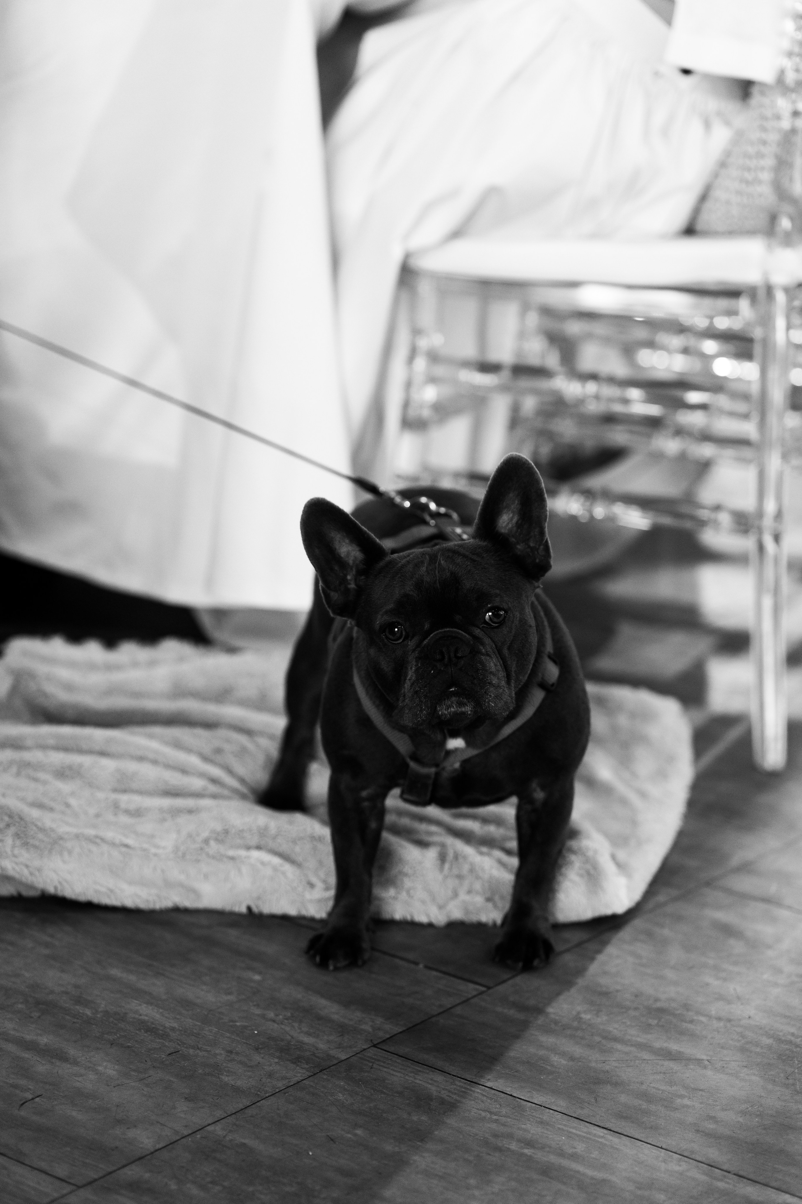 Віталій & Ліліана. Весільний фотограф Львів Софія Крайник