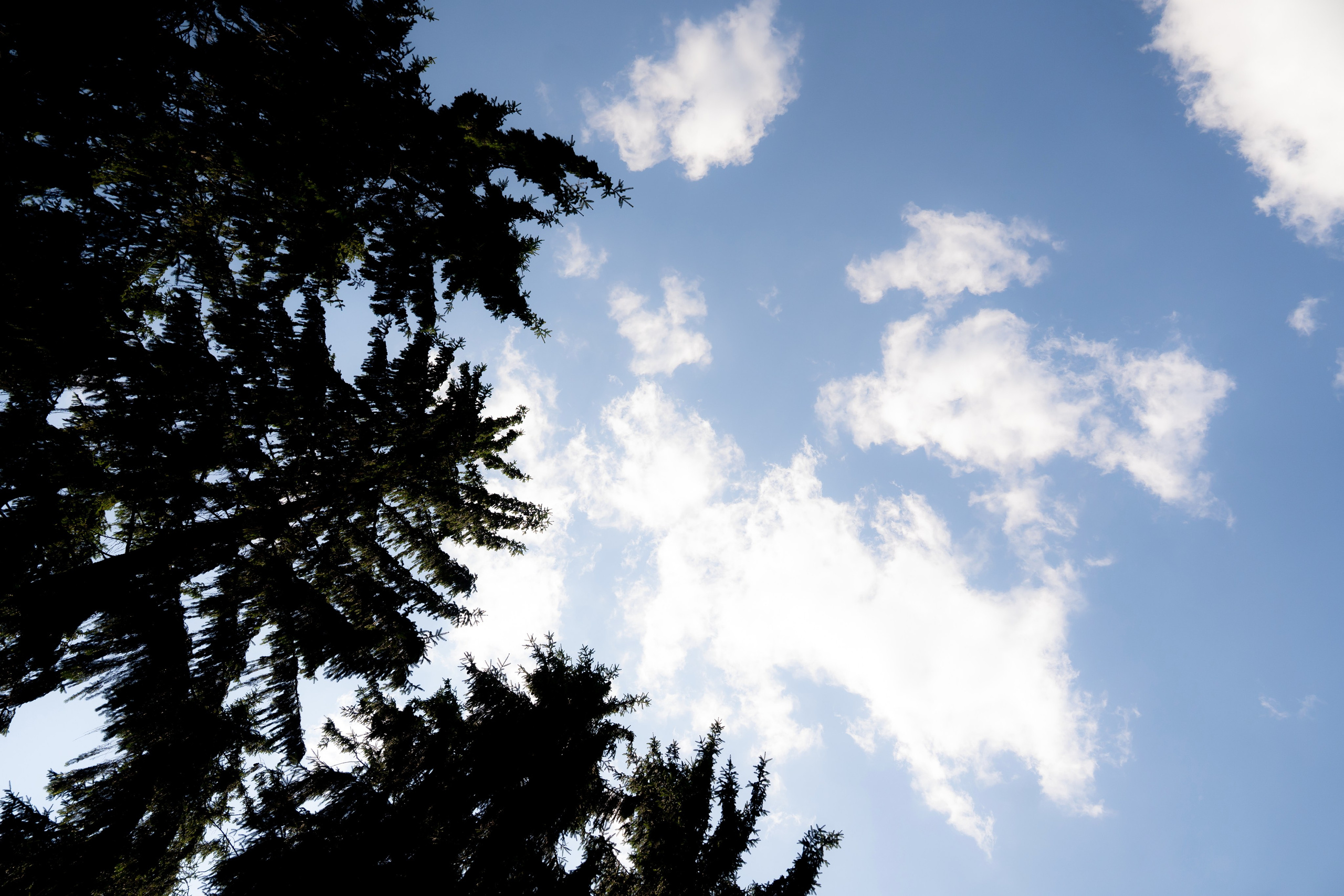 Анастасія & Олексій. Весільний фотограф Львів Софія Крайник