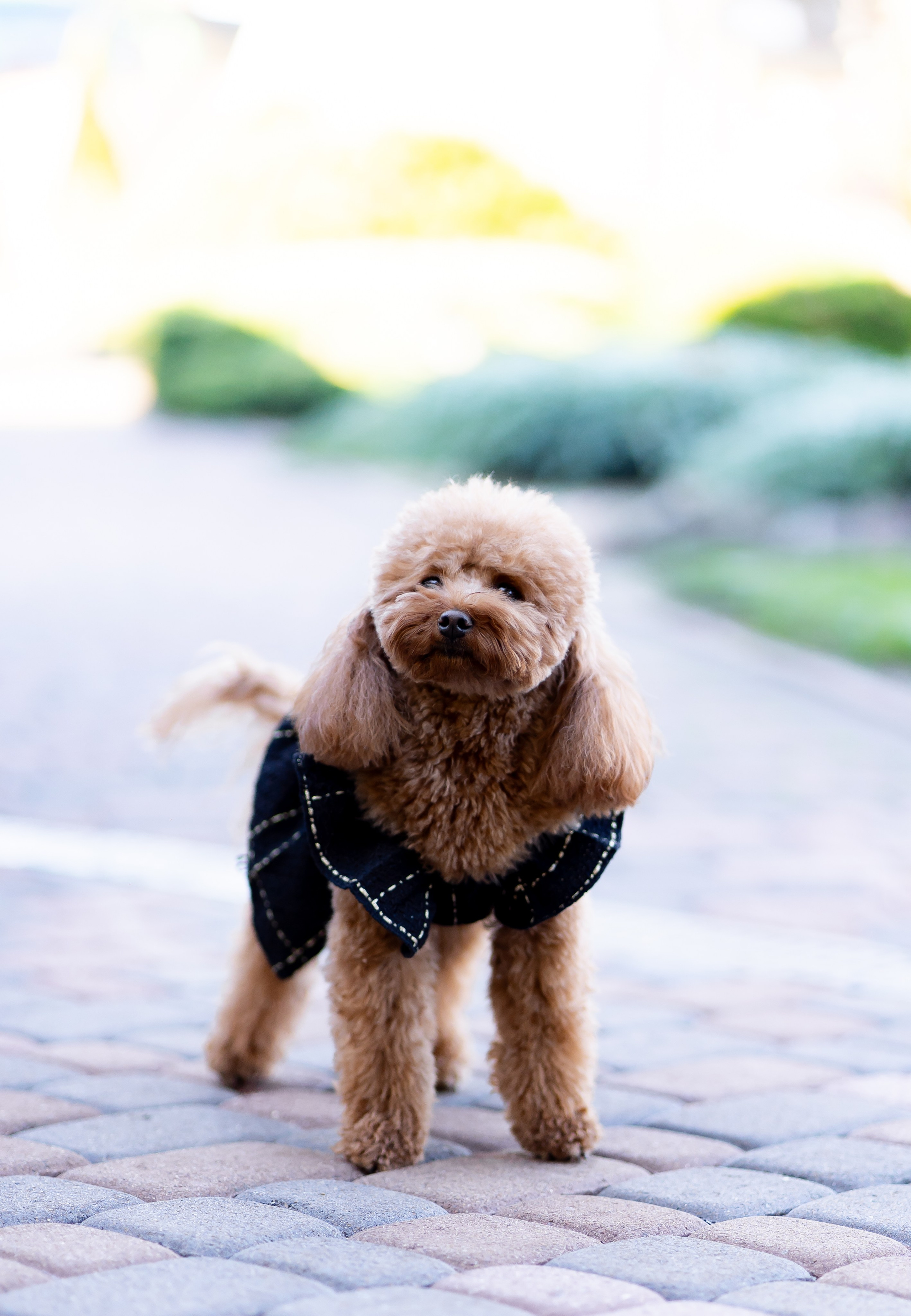 Ю&А. Весільний фотограф Львів Софія Крайник