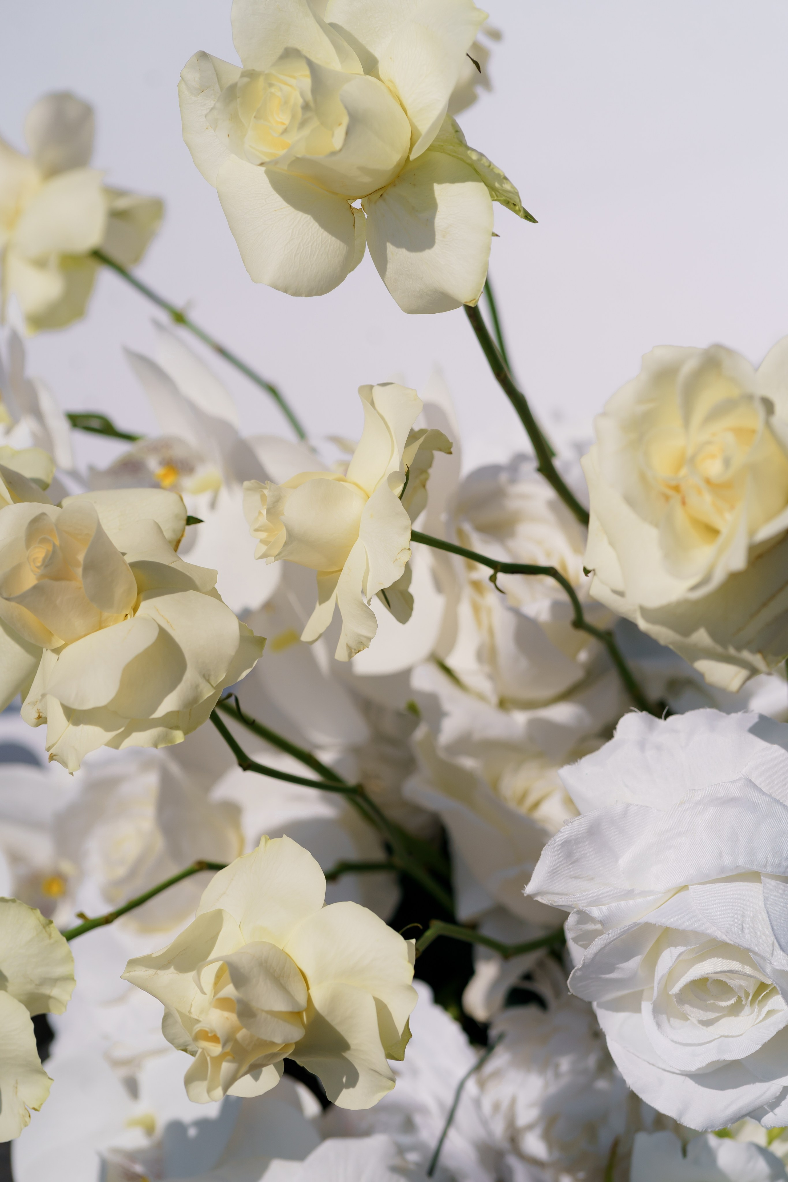 Віталій & Ліліана. Весільний фотограф Львів Софія Крайник