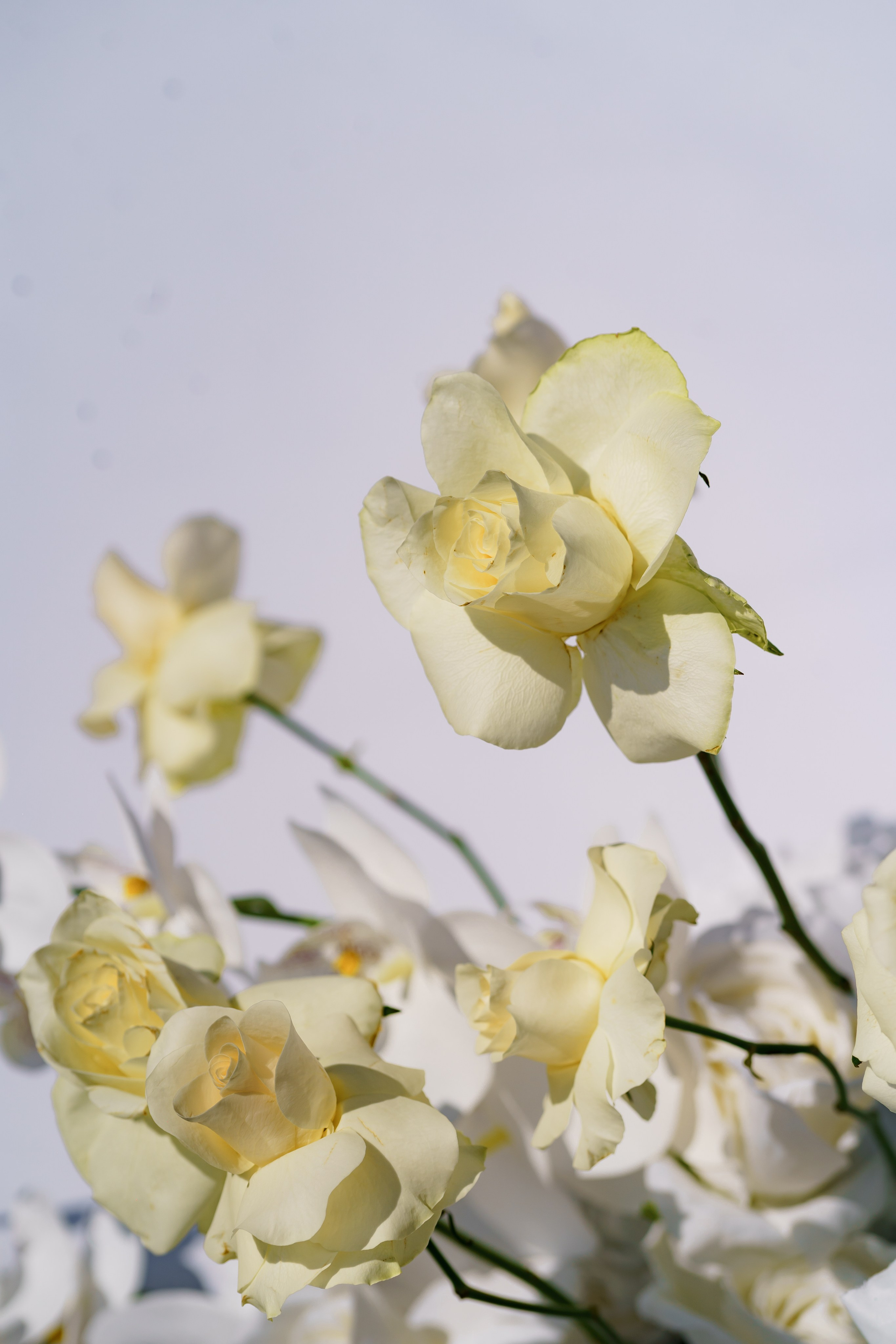 Віталій & Ліліана. Весільний фотограф Львів Софія Крайник