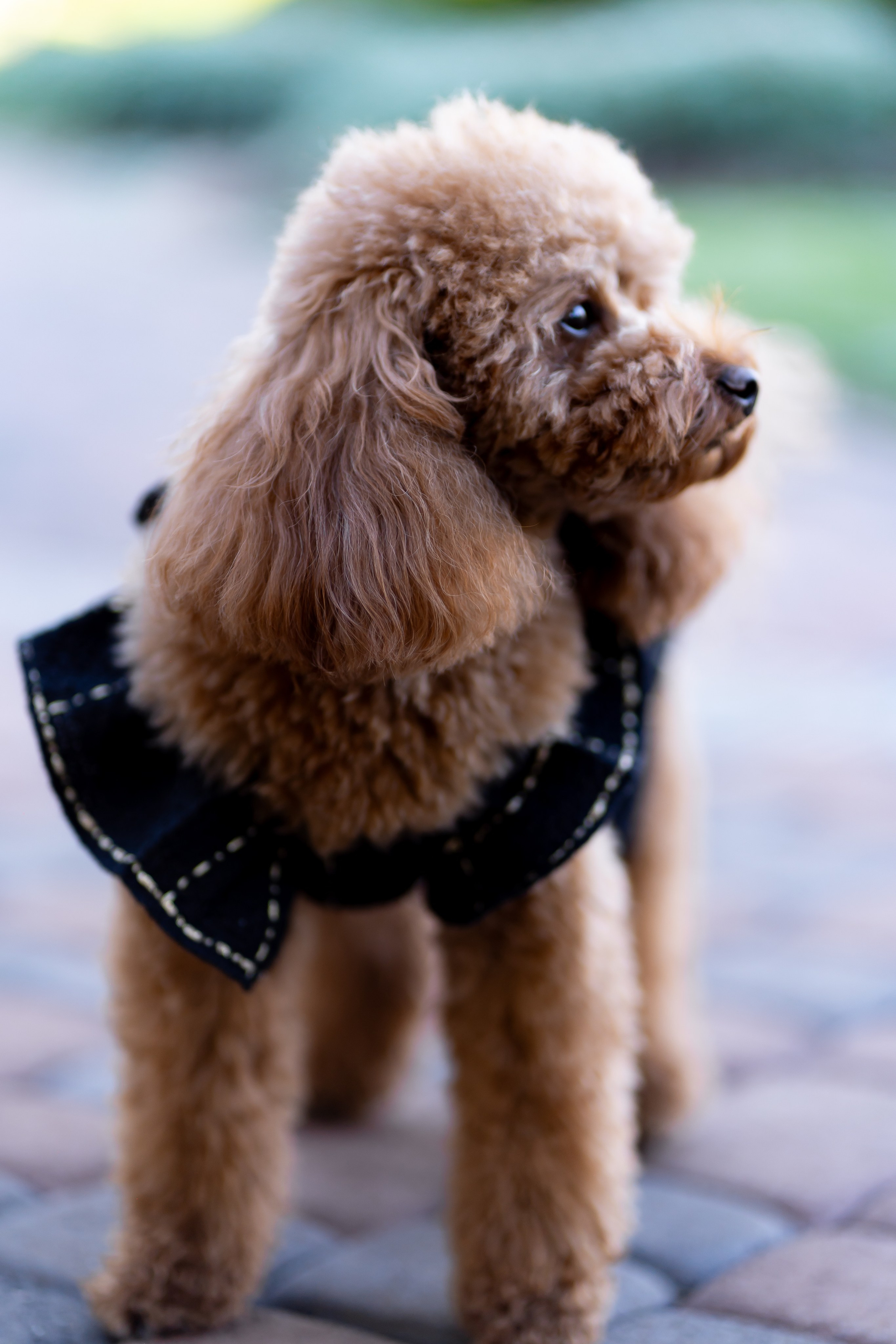 Ю&А. Весільний фотограф Львів Софія Крайник