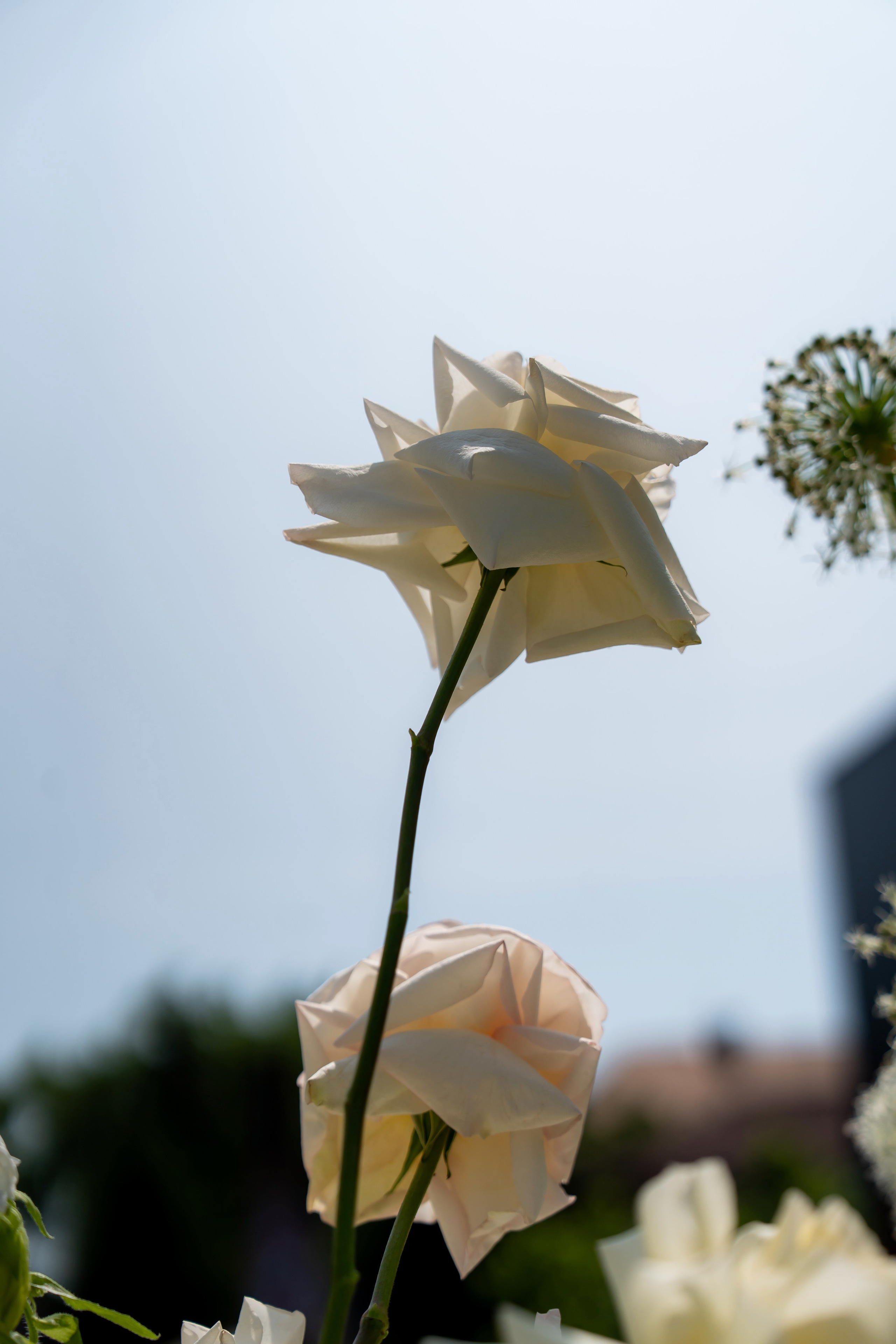 Дарина Микола. Весільний фотограф Львів Софія Крайник