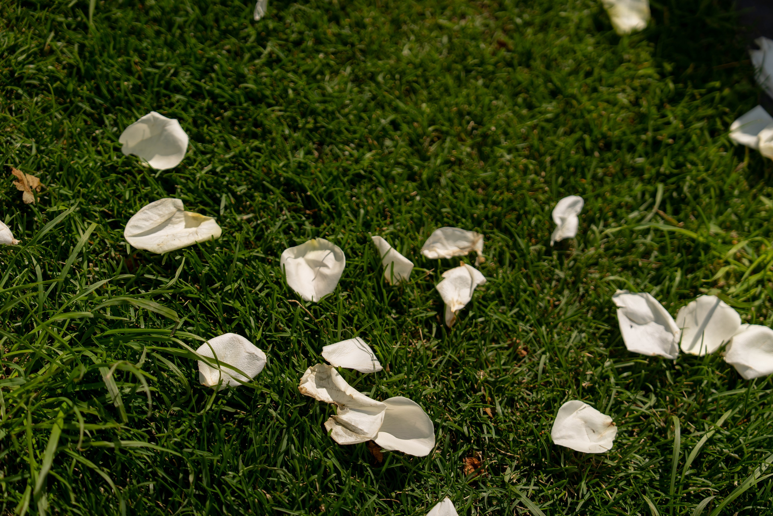 Ірина & Назар. Весільний фотограф Львів Софія Крайник