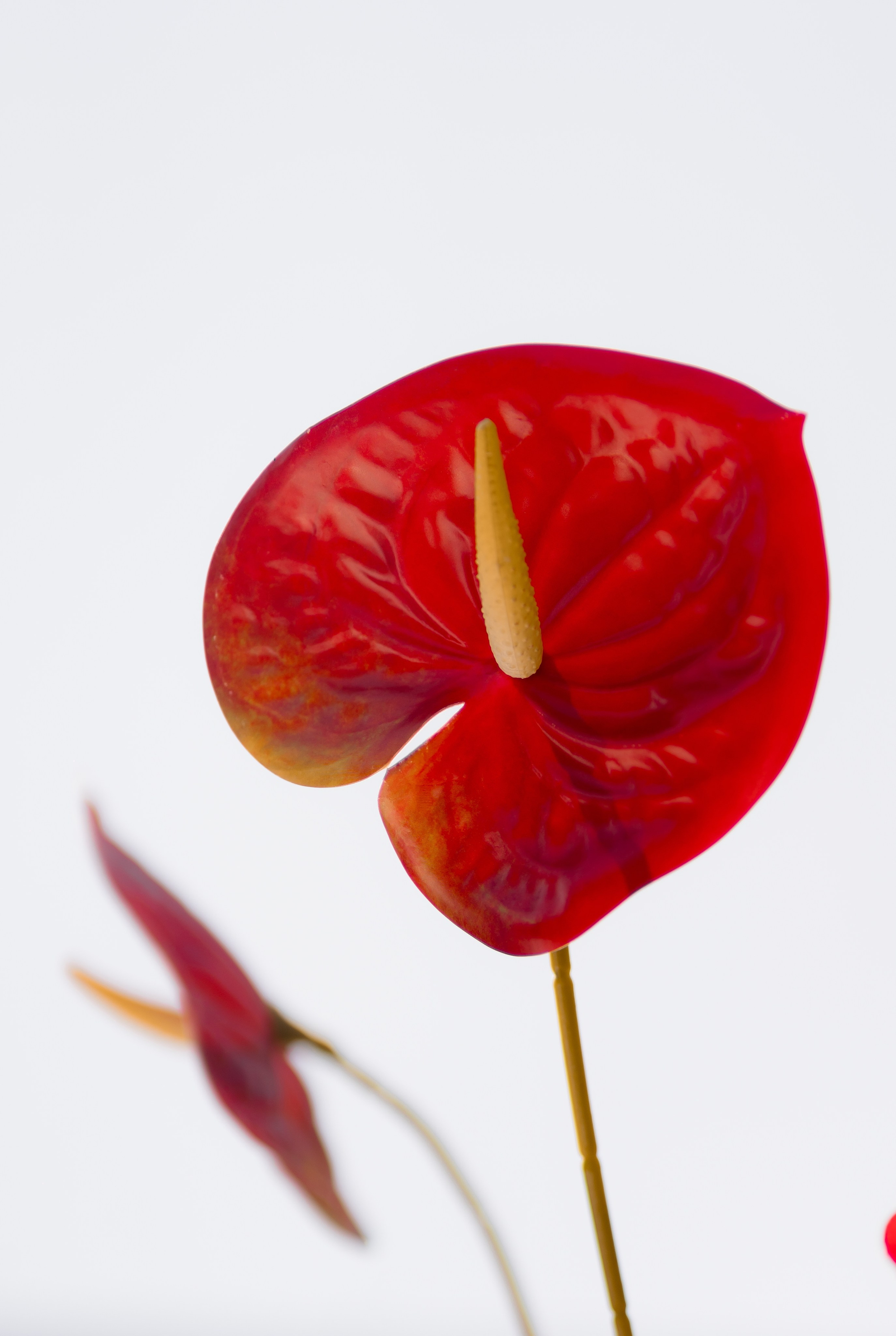 Діма & Анна. Весільний фотограф Львів Софія Крайник