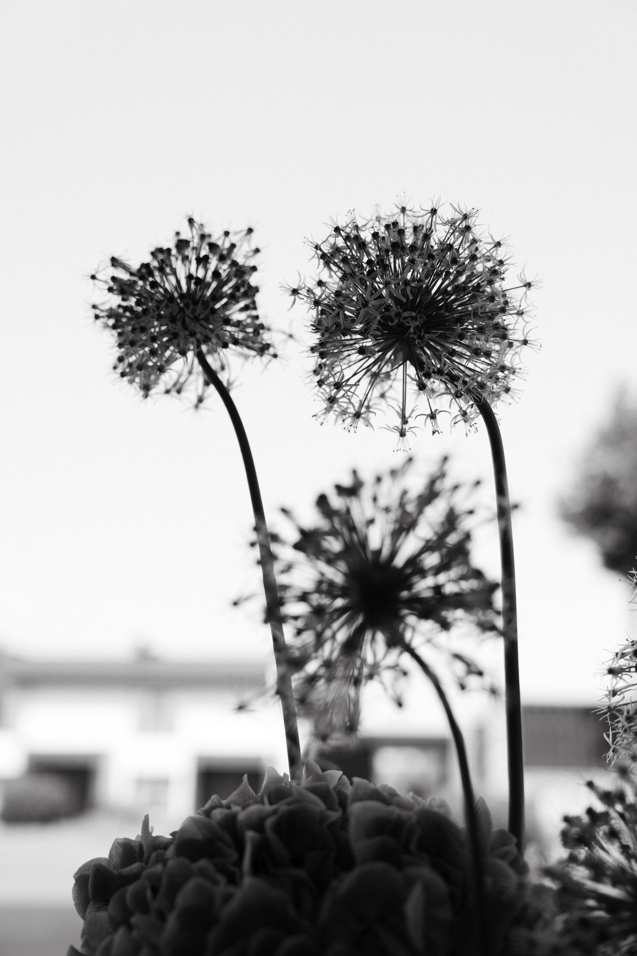 Дарина Микола. Весільний фотограф Львів Софія Крайник