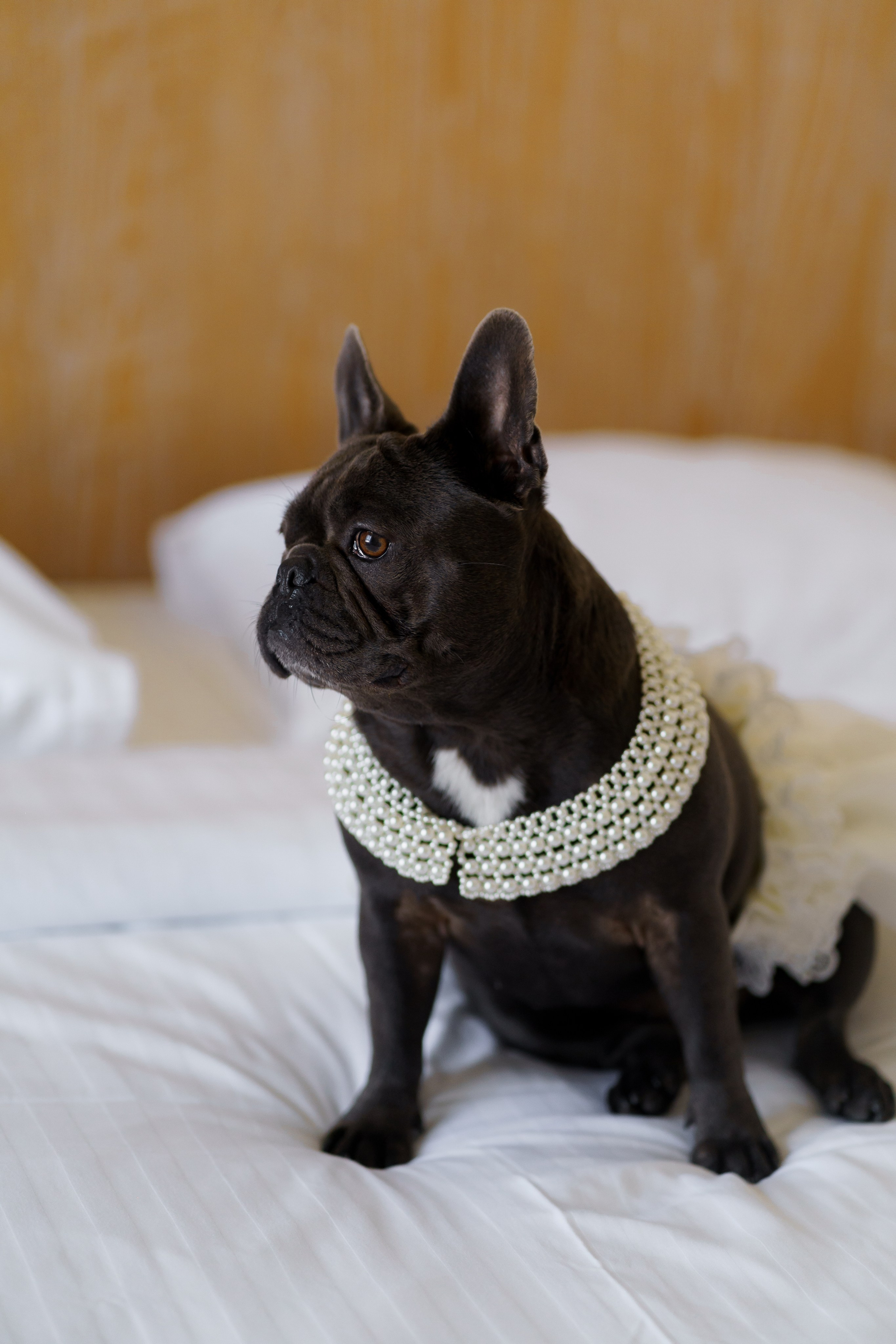 Віталій & Ліліана. Весільний фотограф Львів Софія Крайник