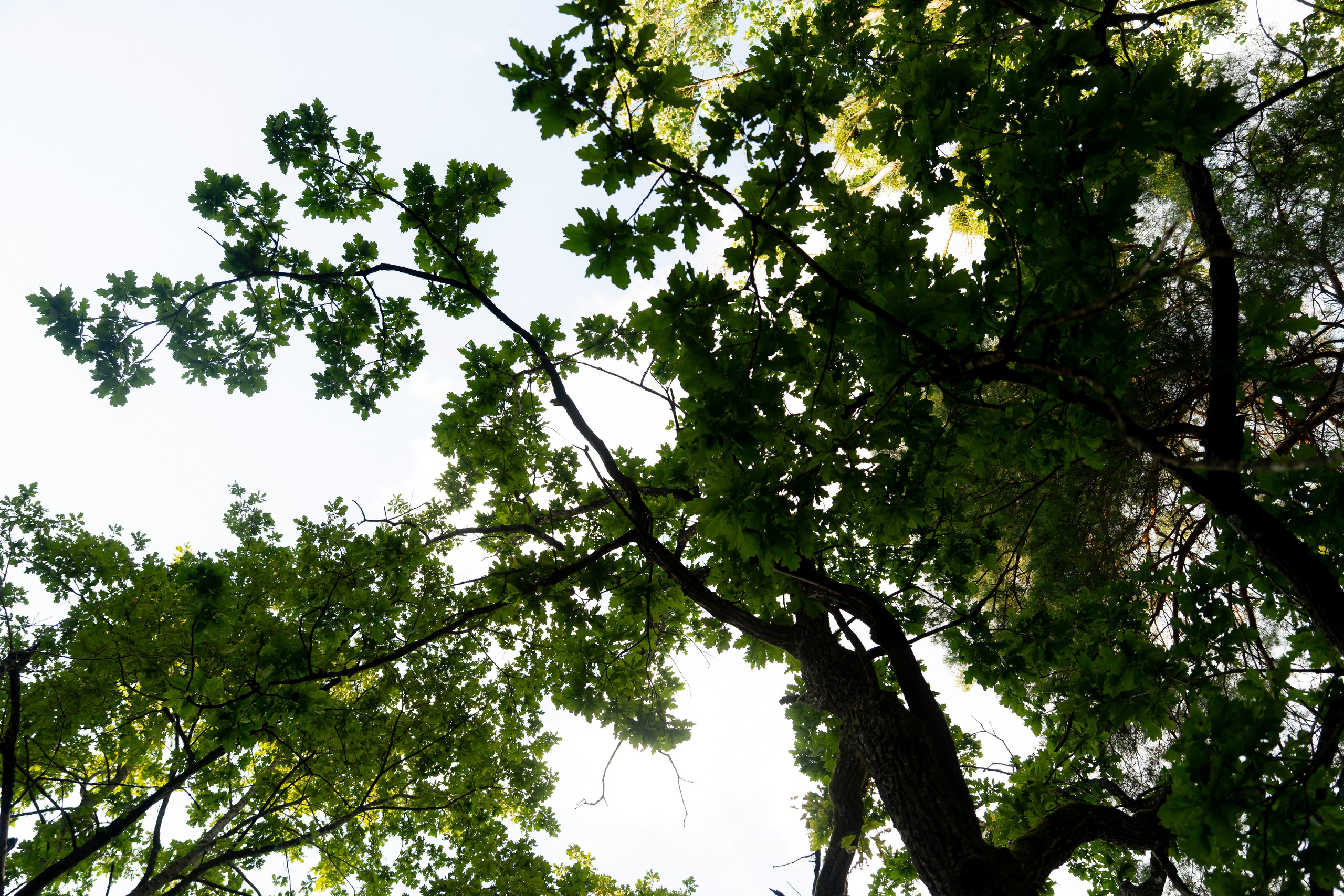Анастасія & Олексій. Весільний фотограф Львів Софія Крайник