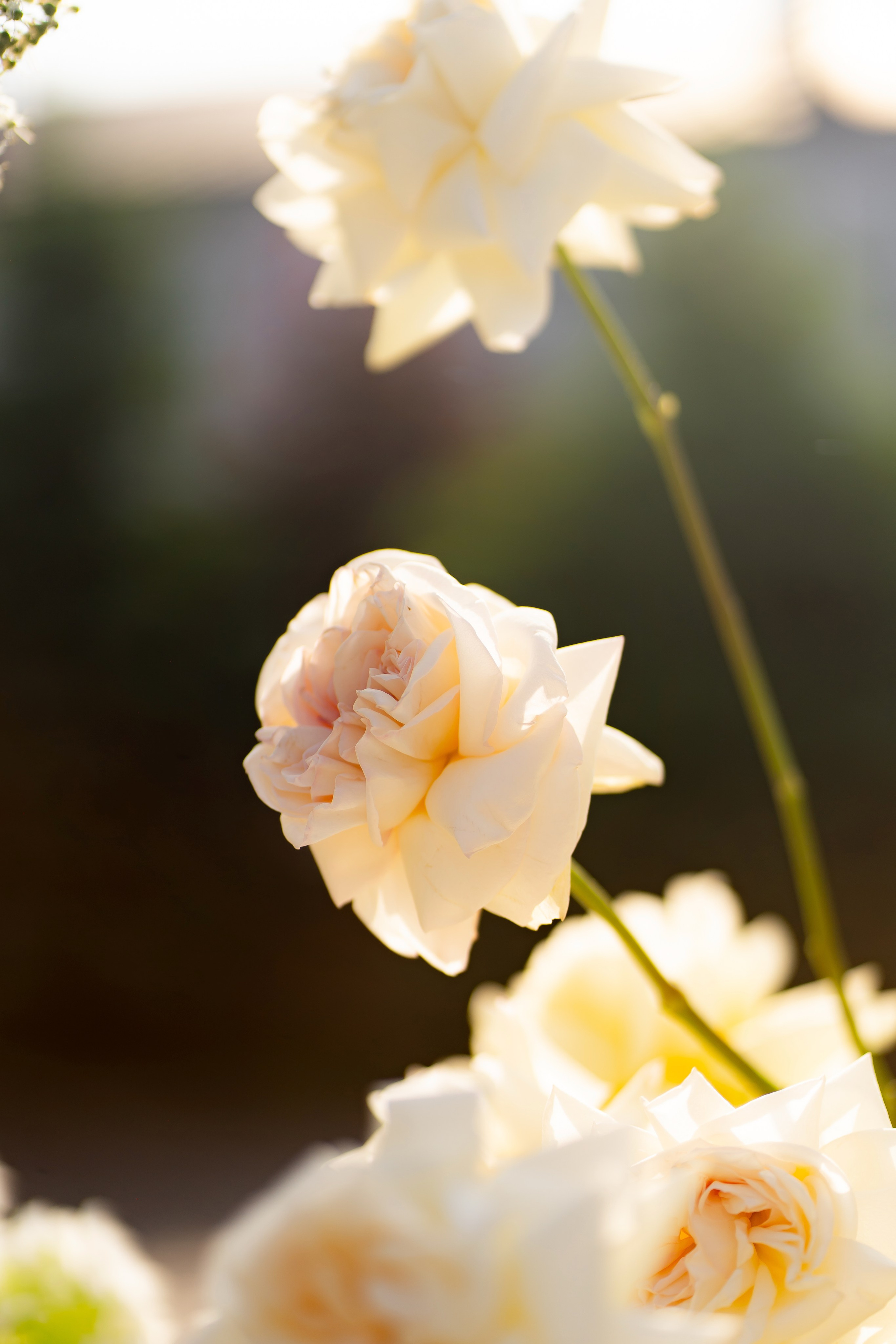 Дарина Микола. Весільний фотограф Львів Софія Крайник