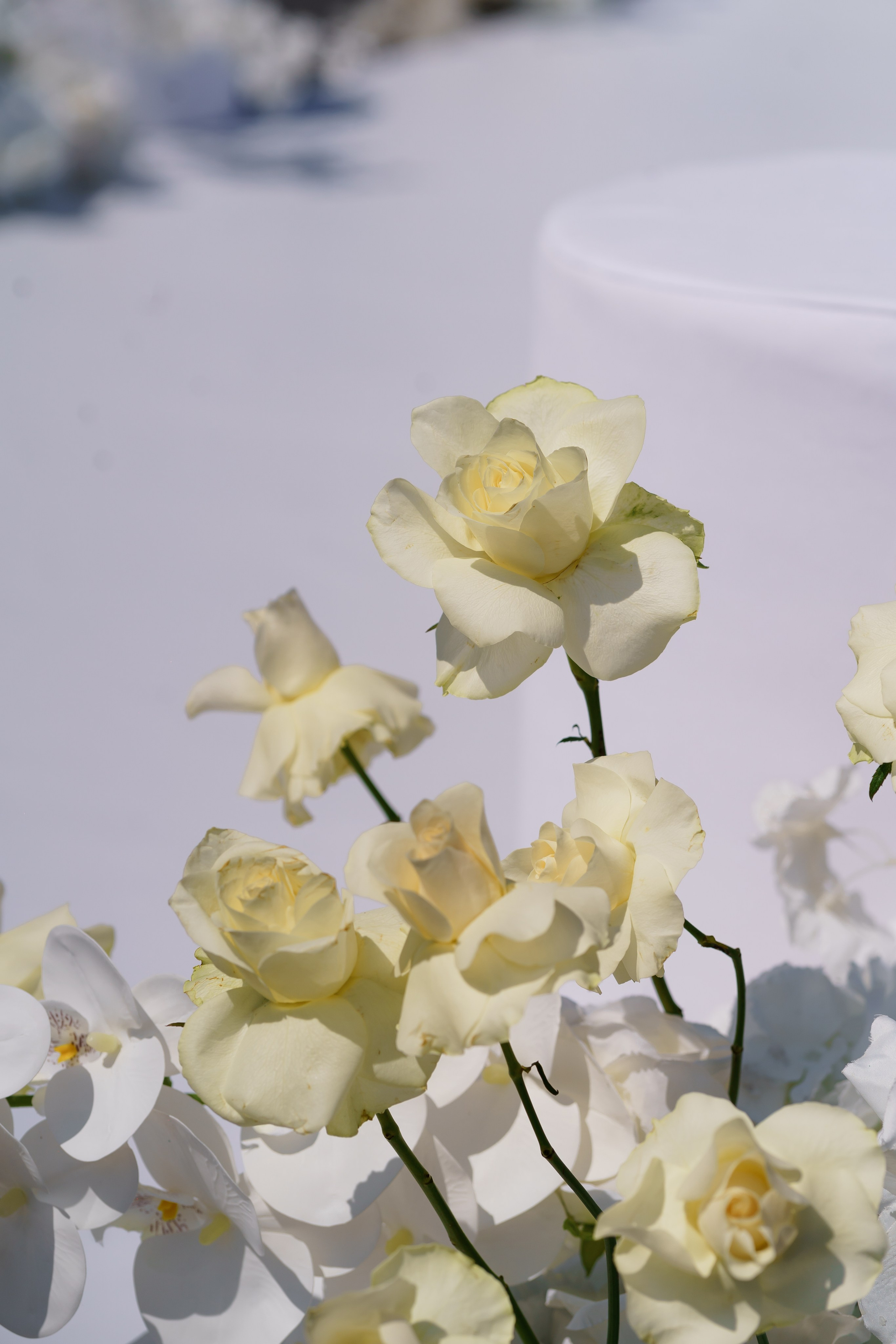 Віталій & Ліліана. Весільний фотограф Львів Софія Крайник