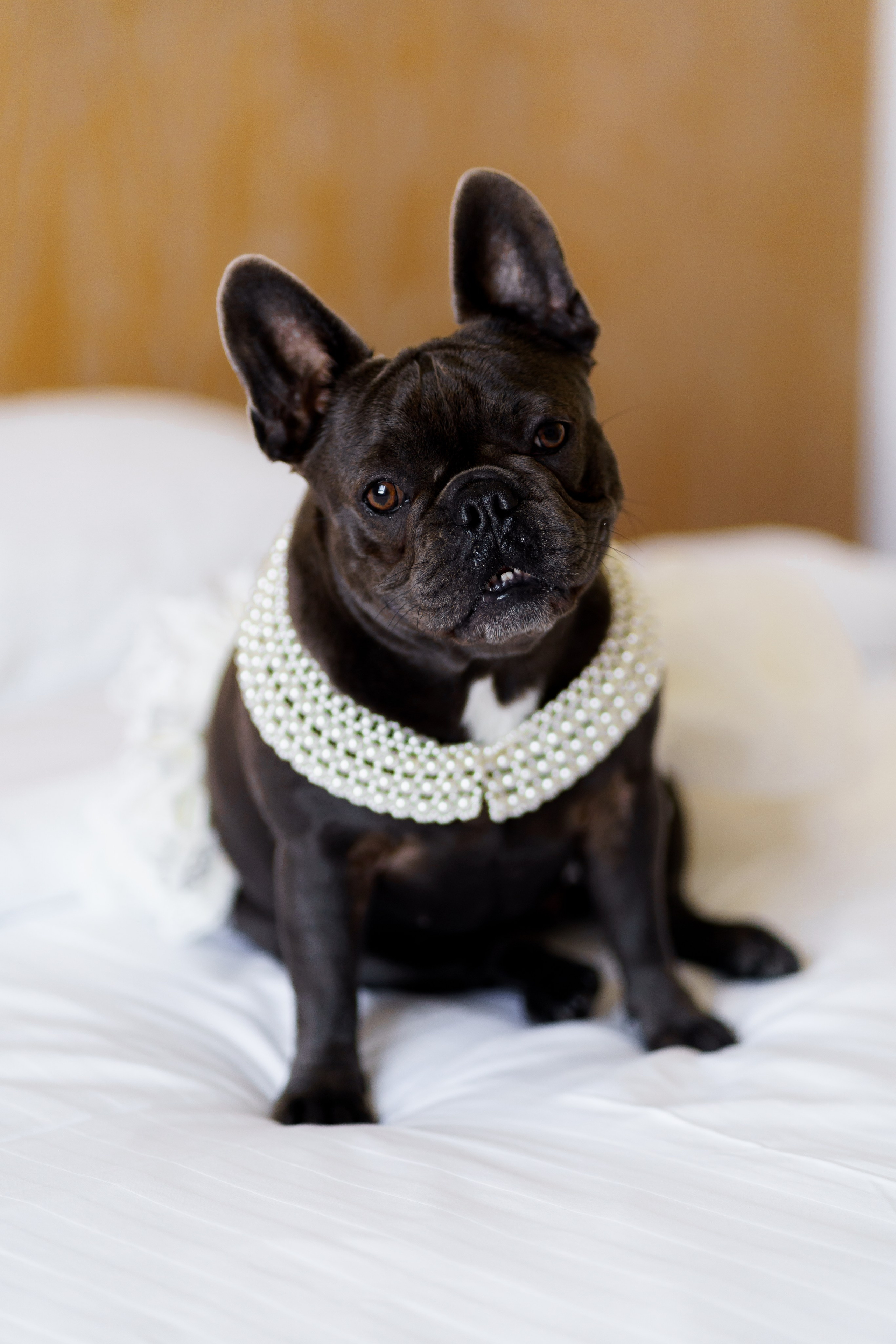 Віталій & Ліліана. Весільний фотограф Львів Софія Крайник