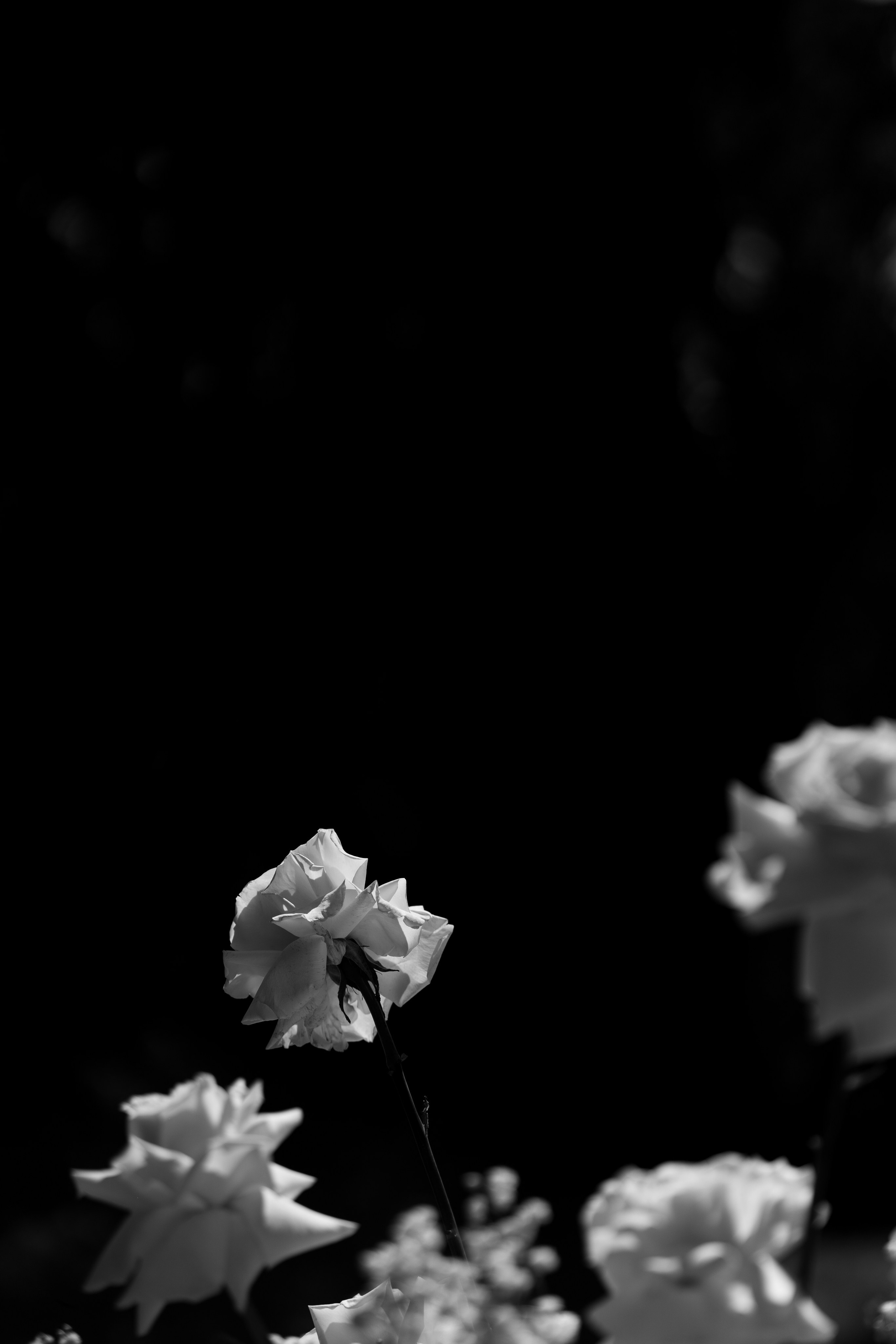 Анастасія & Олексій. Весільний фотограф Львів Софія Крайник