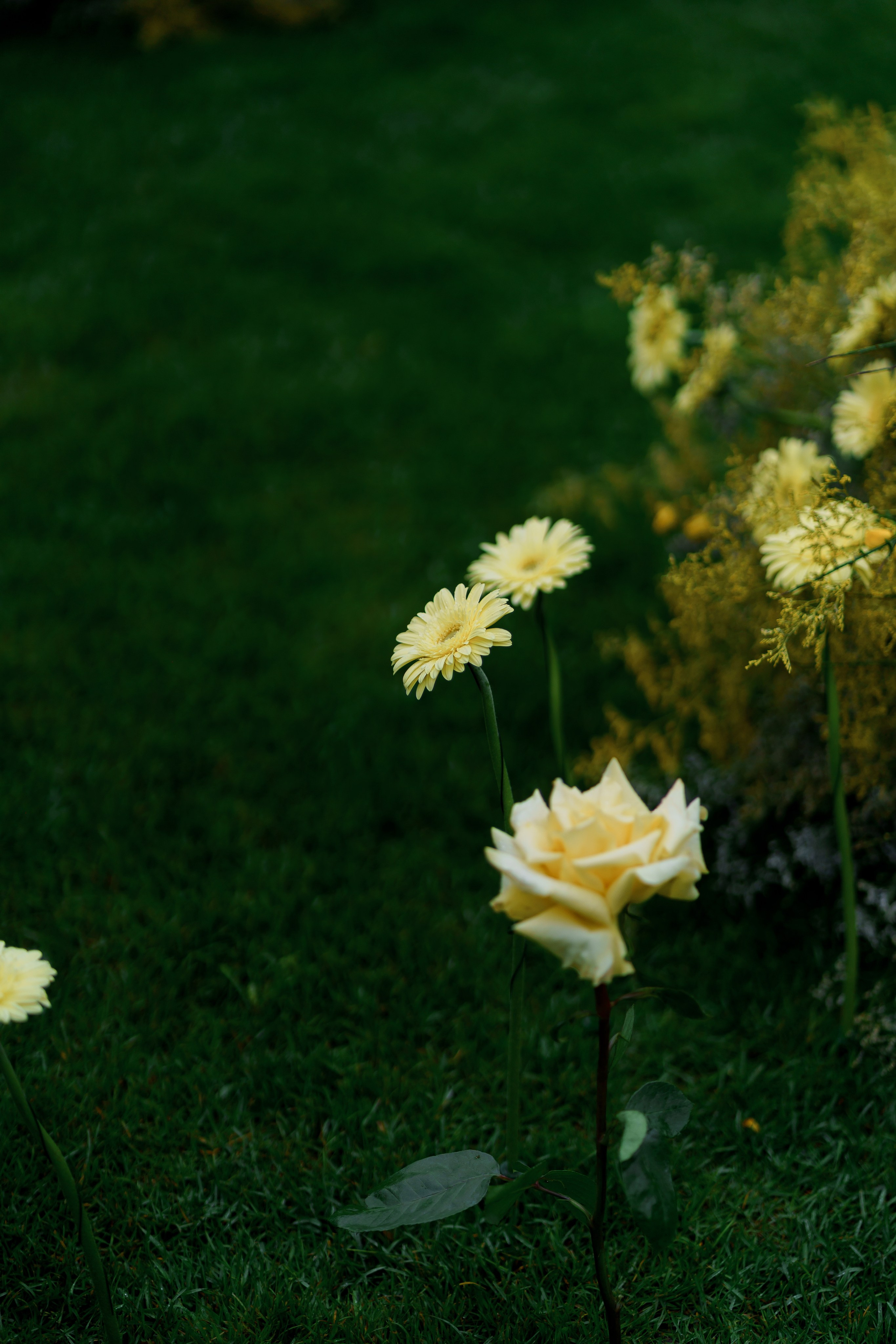 Тетяна & Остап. Весільний фотограф Львів Софія Крайник