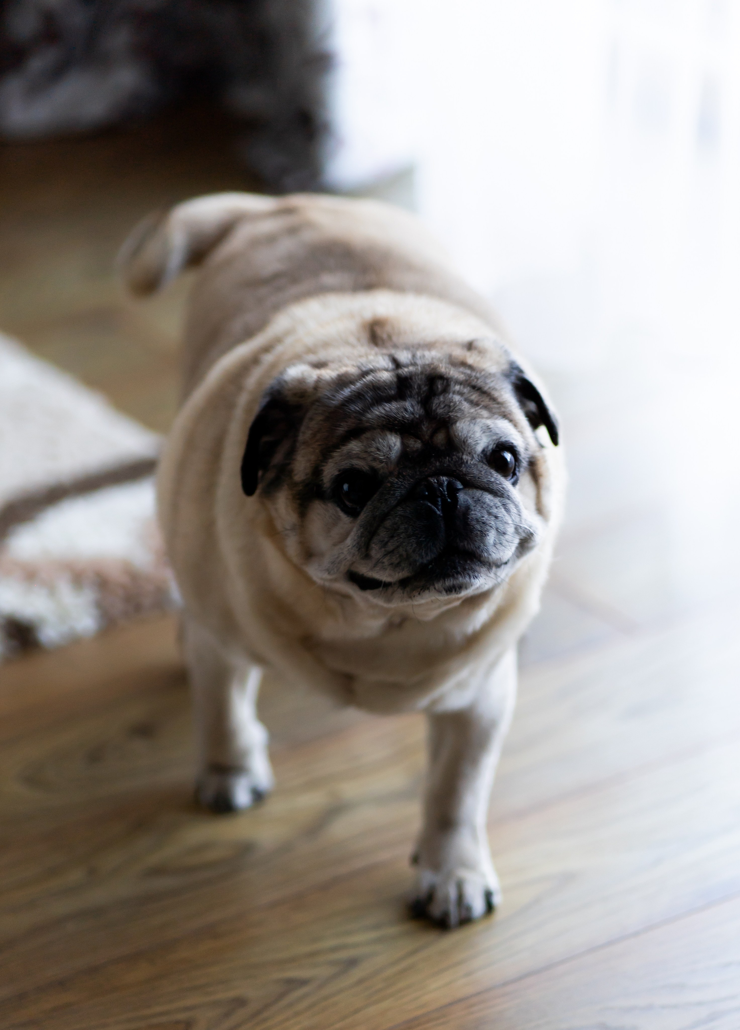 Ю&А. Весільний фотограф Львів Софія Крайник