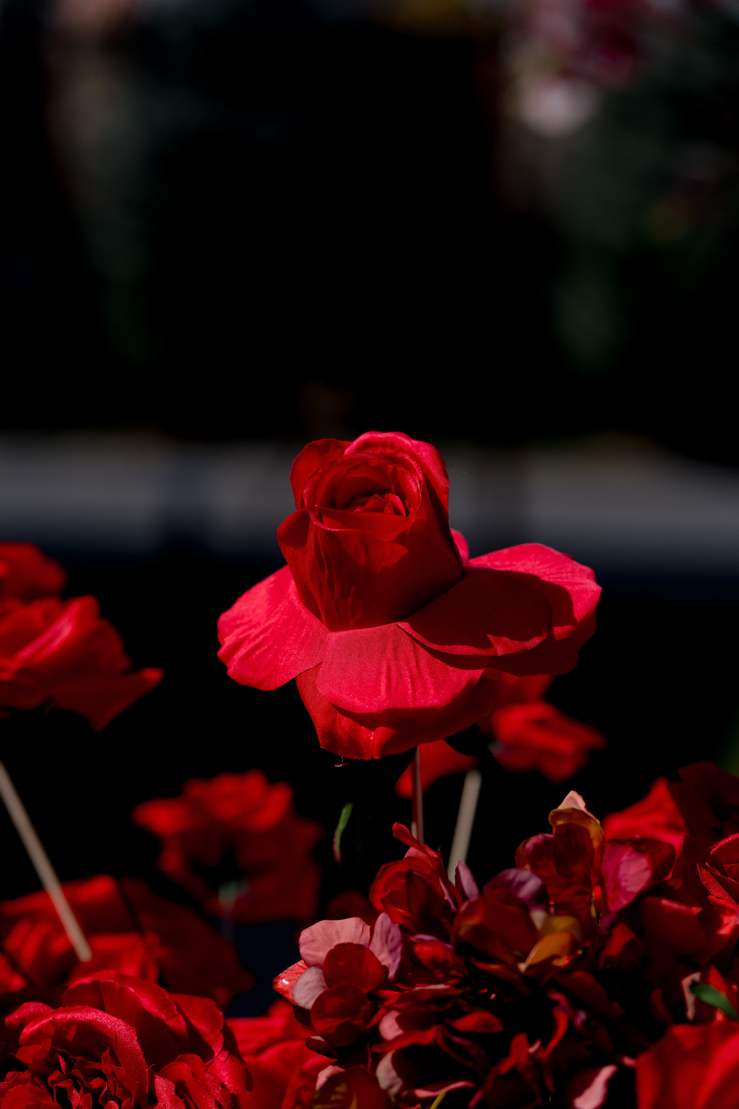 Весільний фотограф Львів Софія Крайник