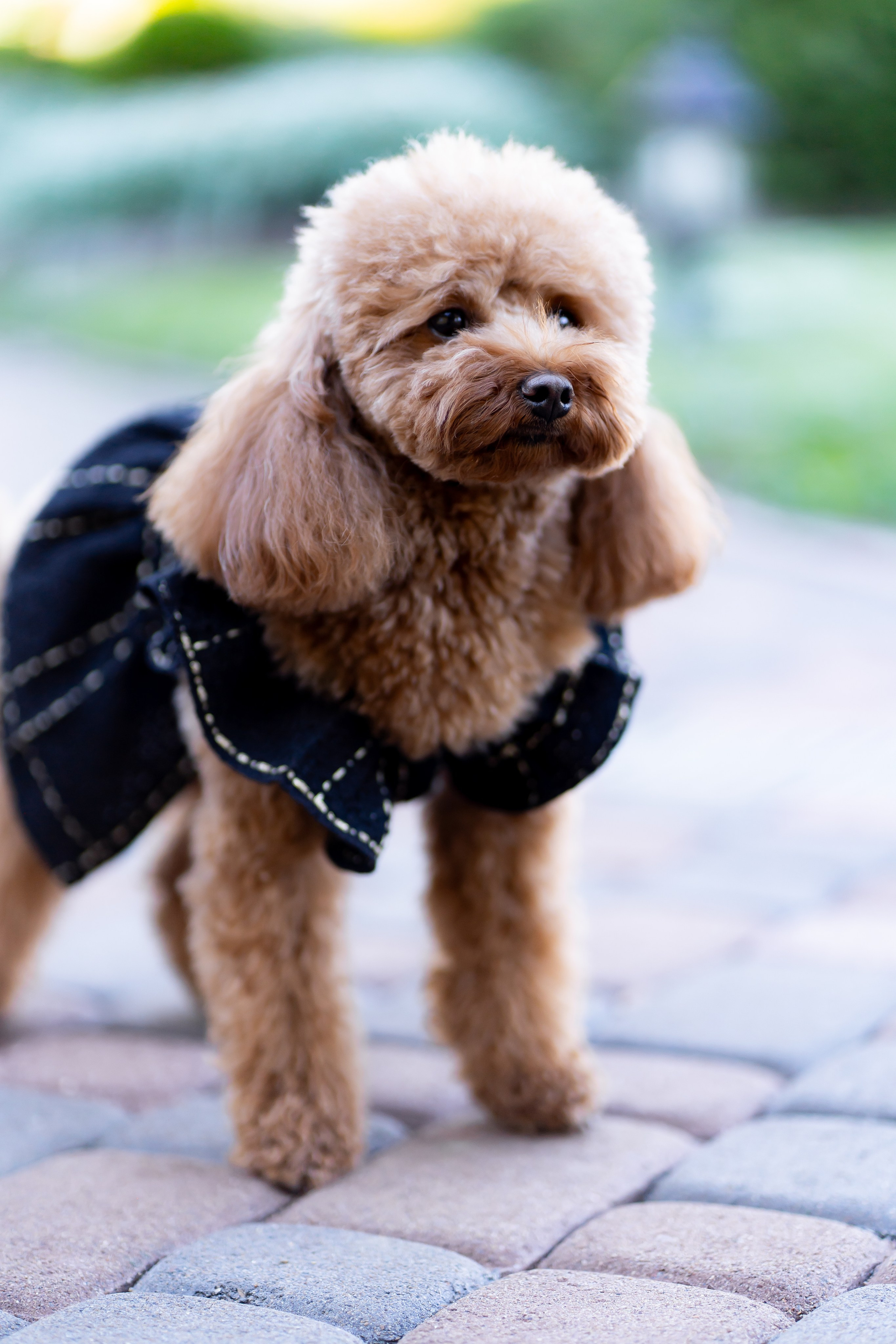 Ю&А. Весільний фотограф Львів Софія Крайник