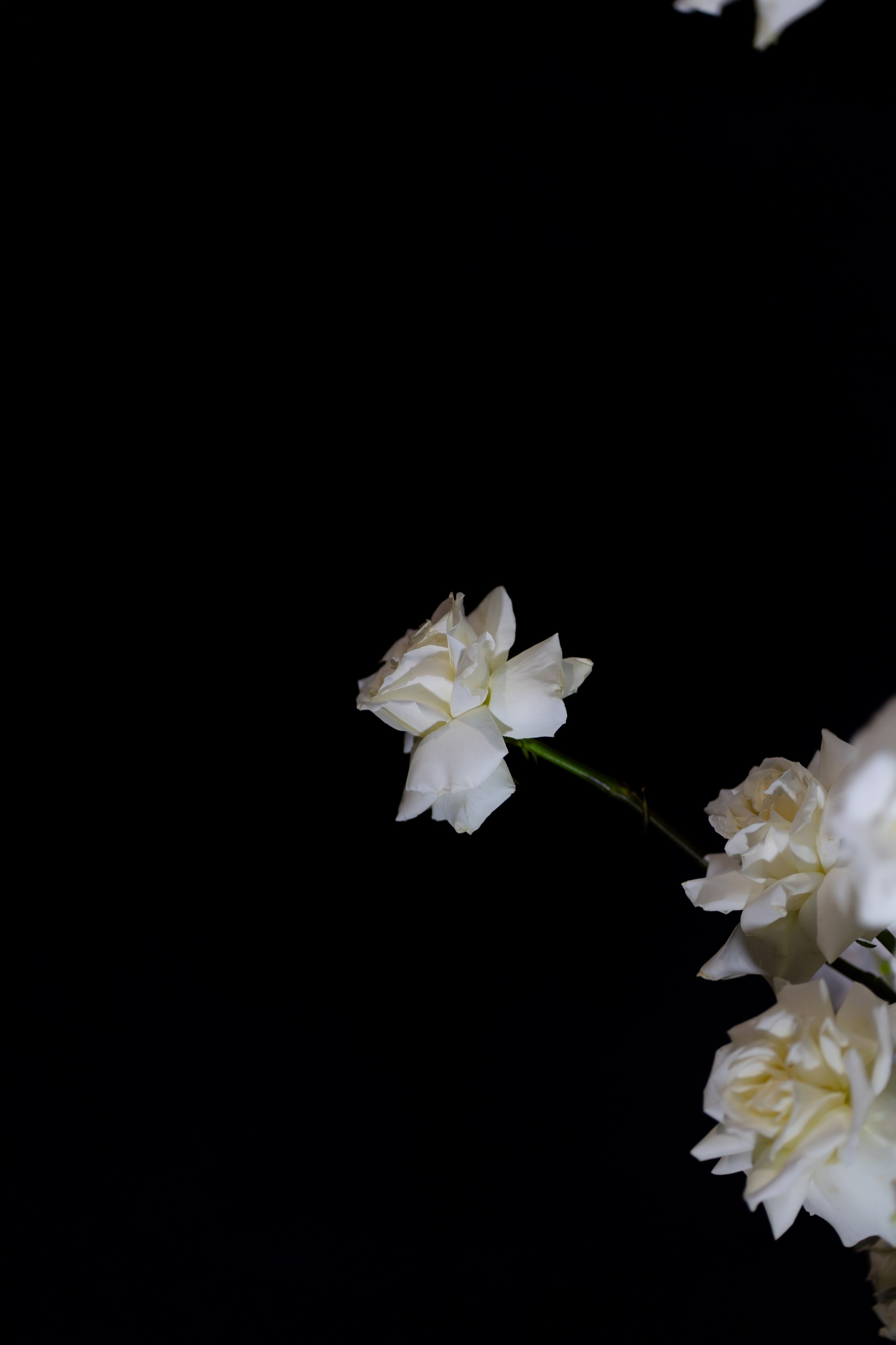 Ю&А. Весільний фотограф Львів Софія Крайник