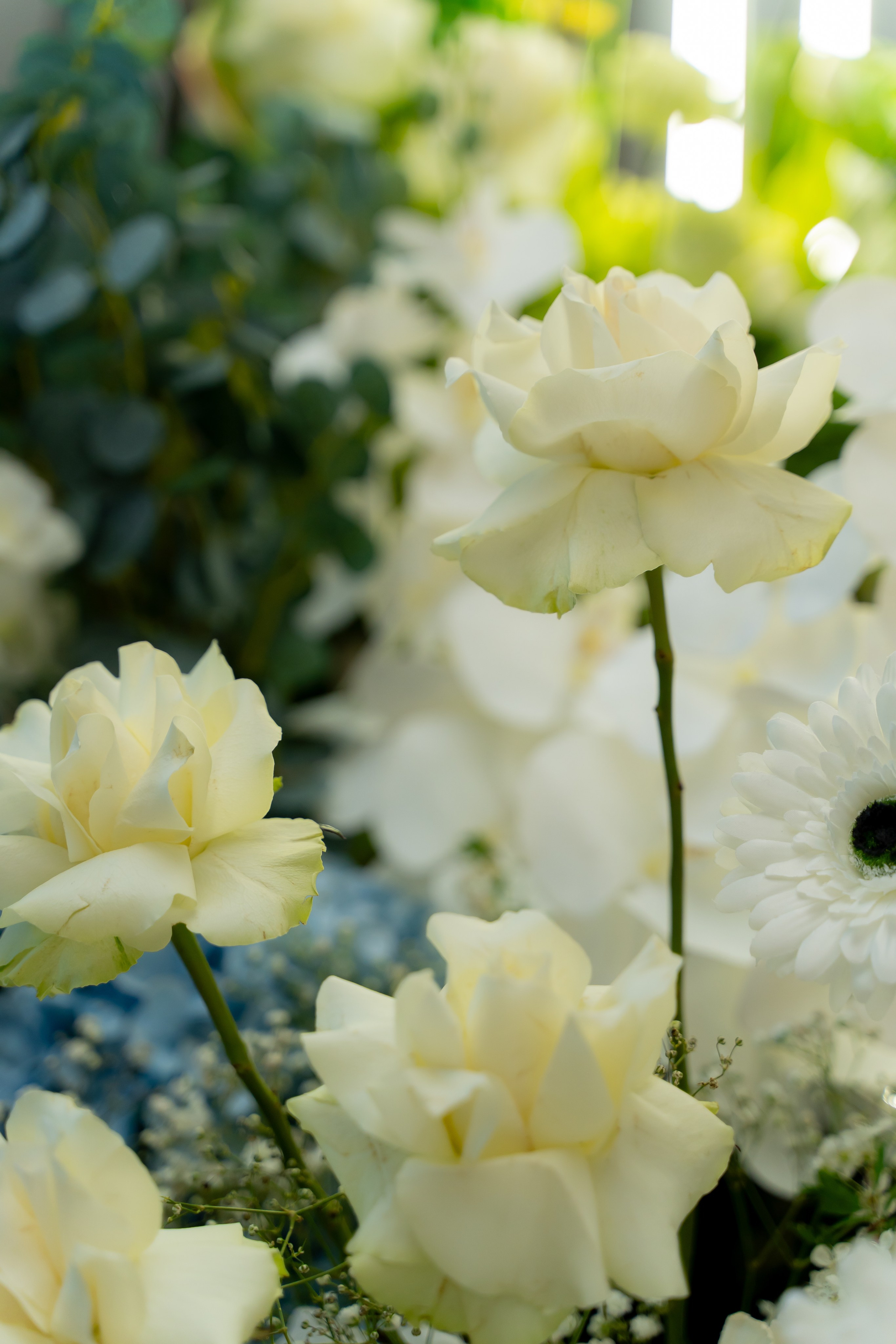 Анонс Ангеліна & Роман. Весільний фотограф Львів Софія Крайник