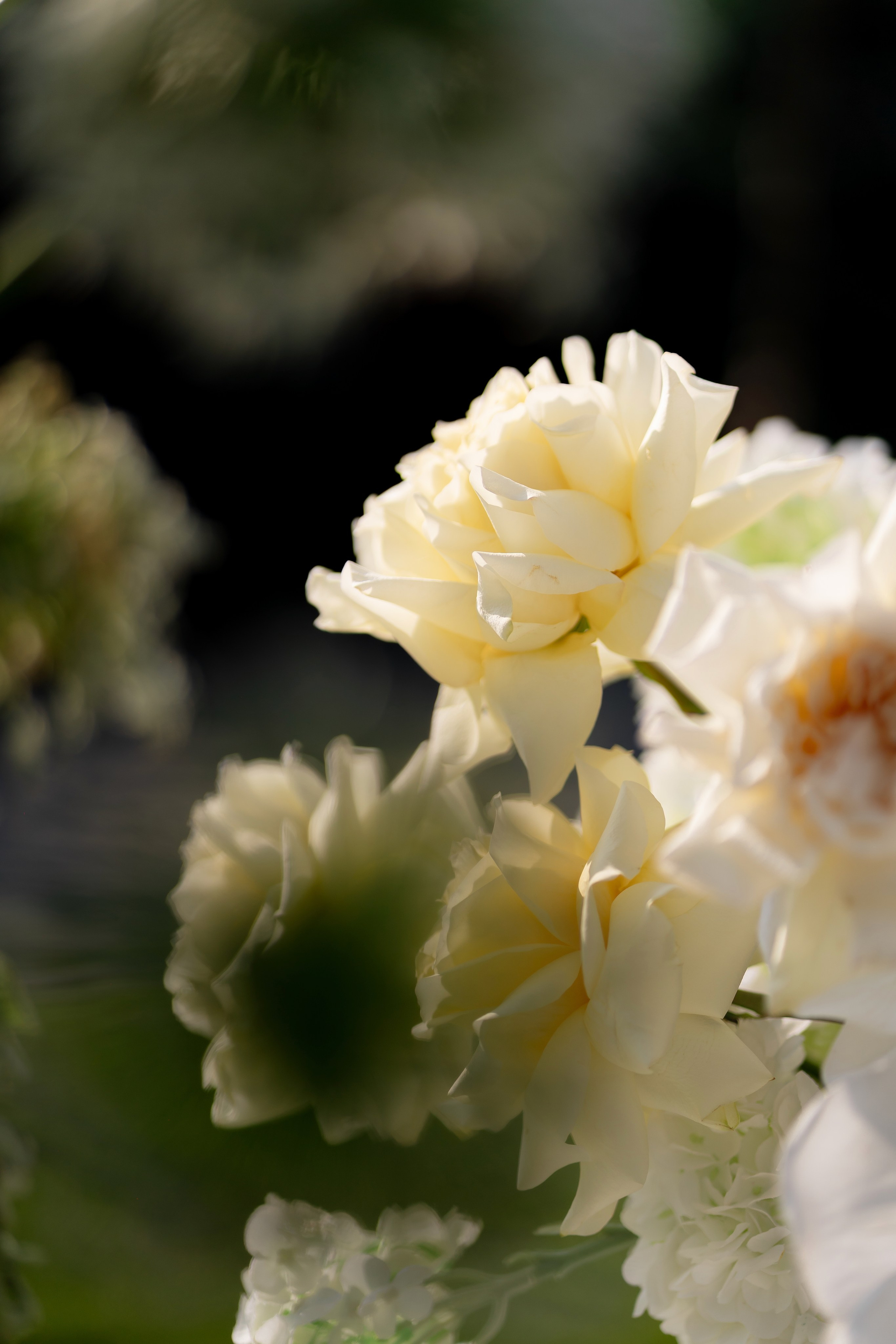 Дарина Микола. Весільний фотограф Львів Софія Крайник