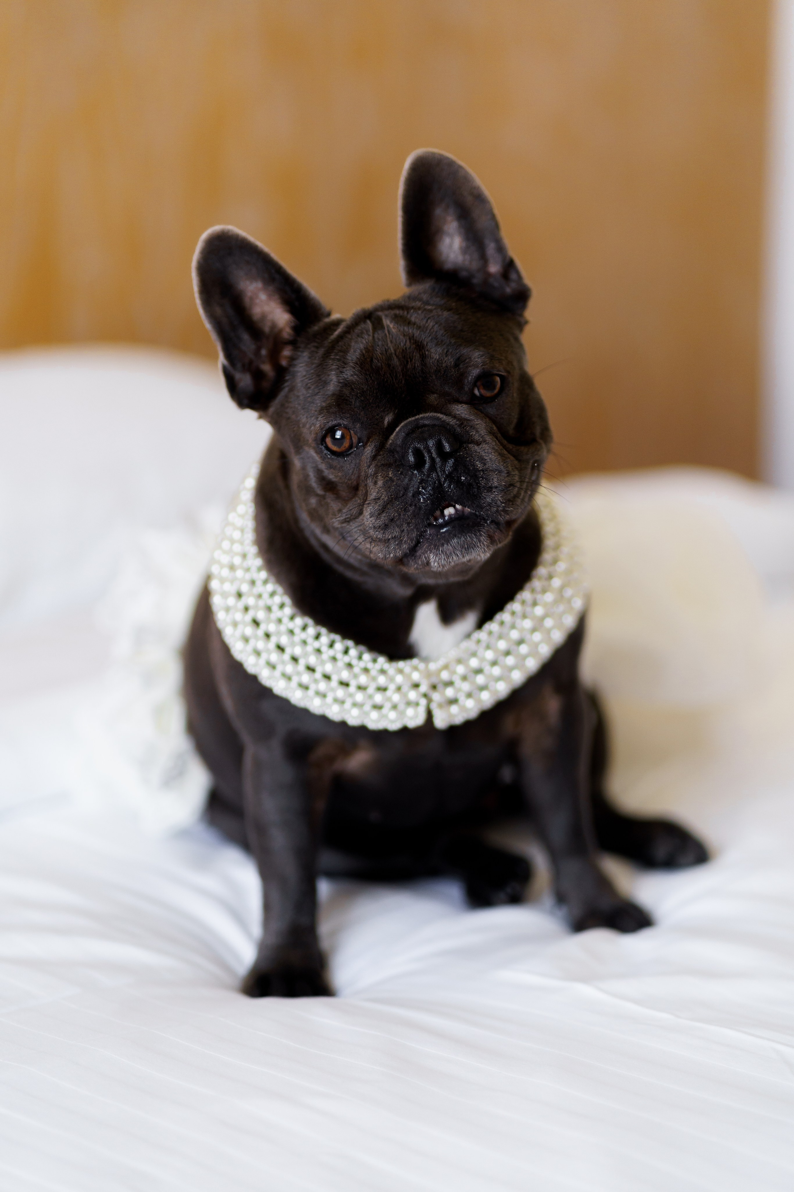 Весільний фотограф Львів Софія Крайник