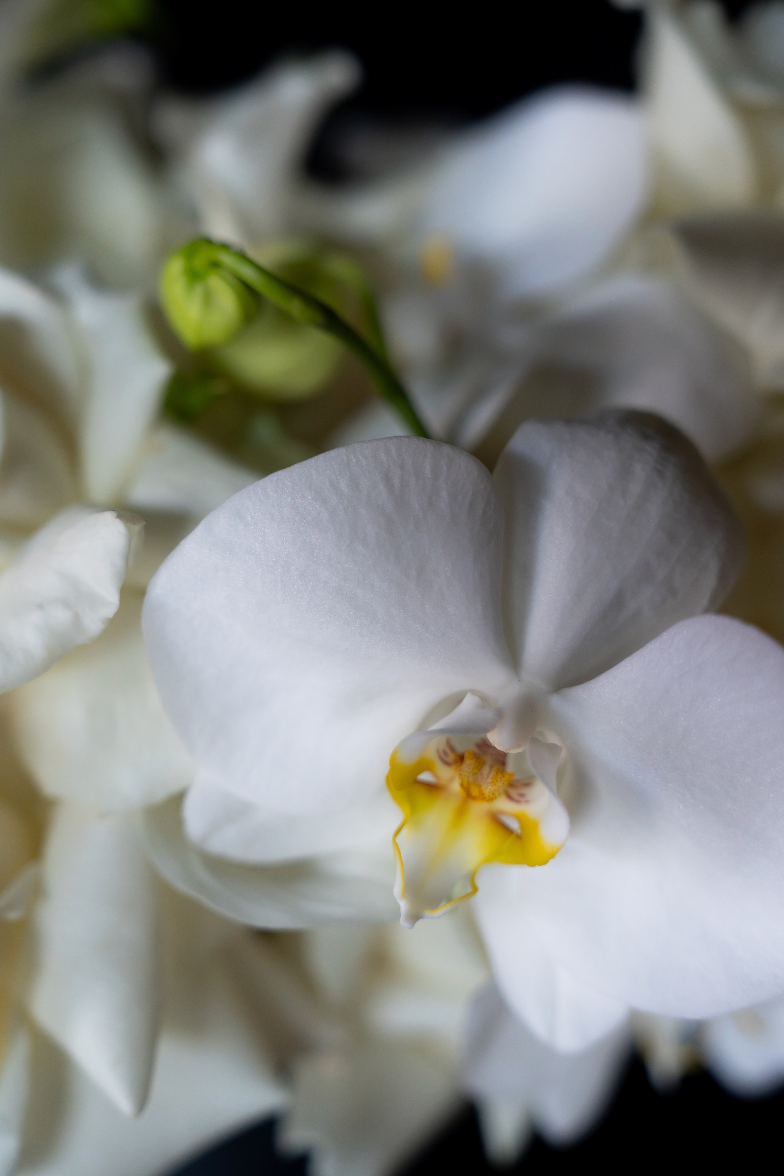 Анастасія & Олексій. Весільний фотограф Львів Софія Крайник