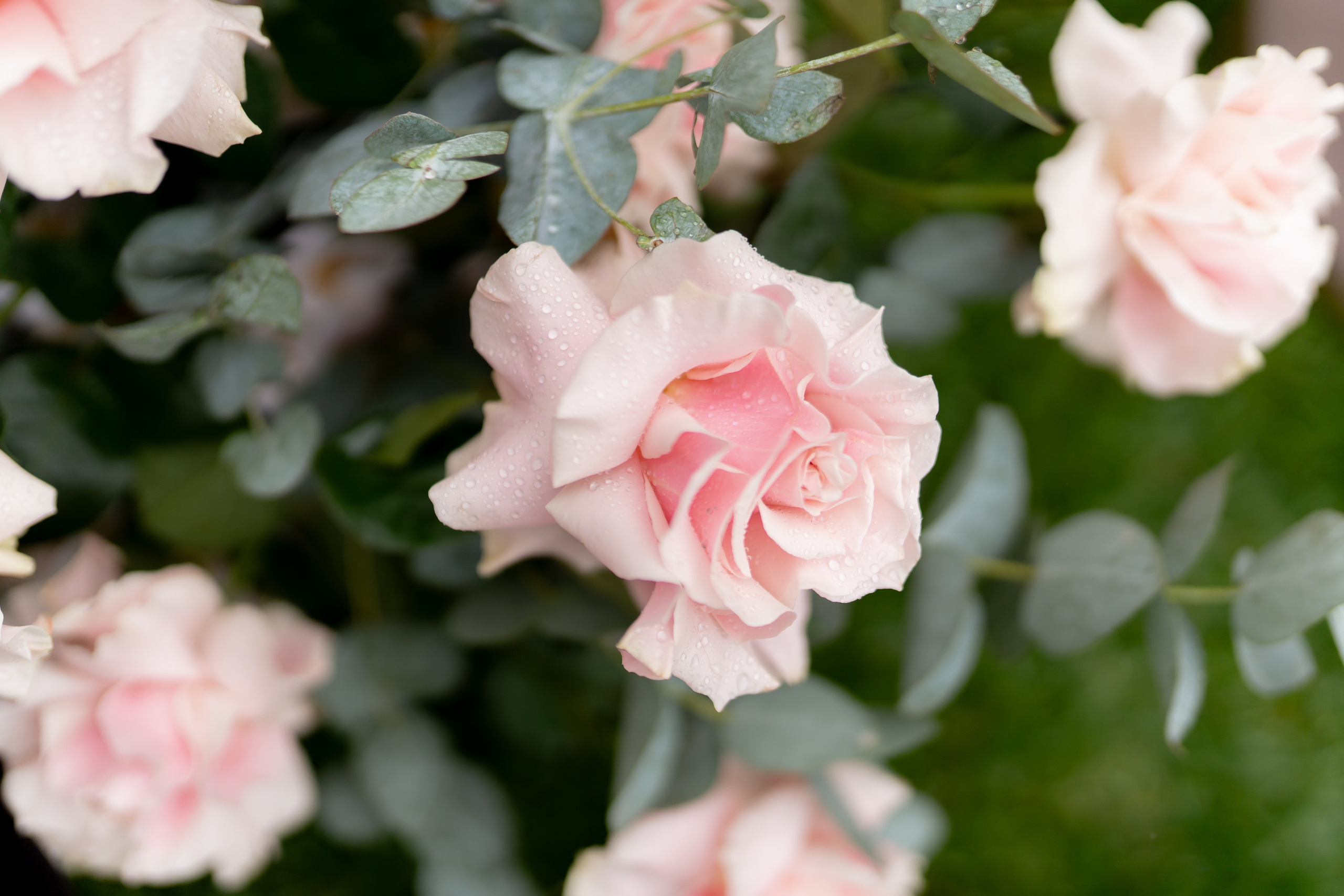 Тетяна & Остап. Весільний фотограф Львів Софія Крайник