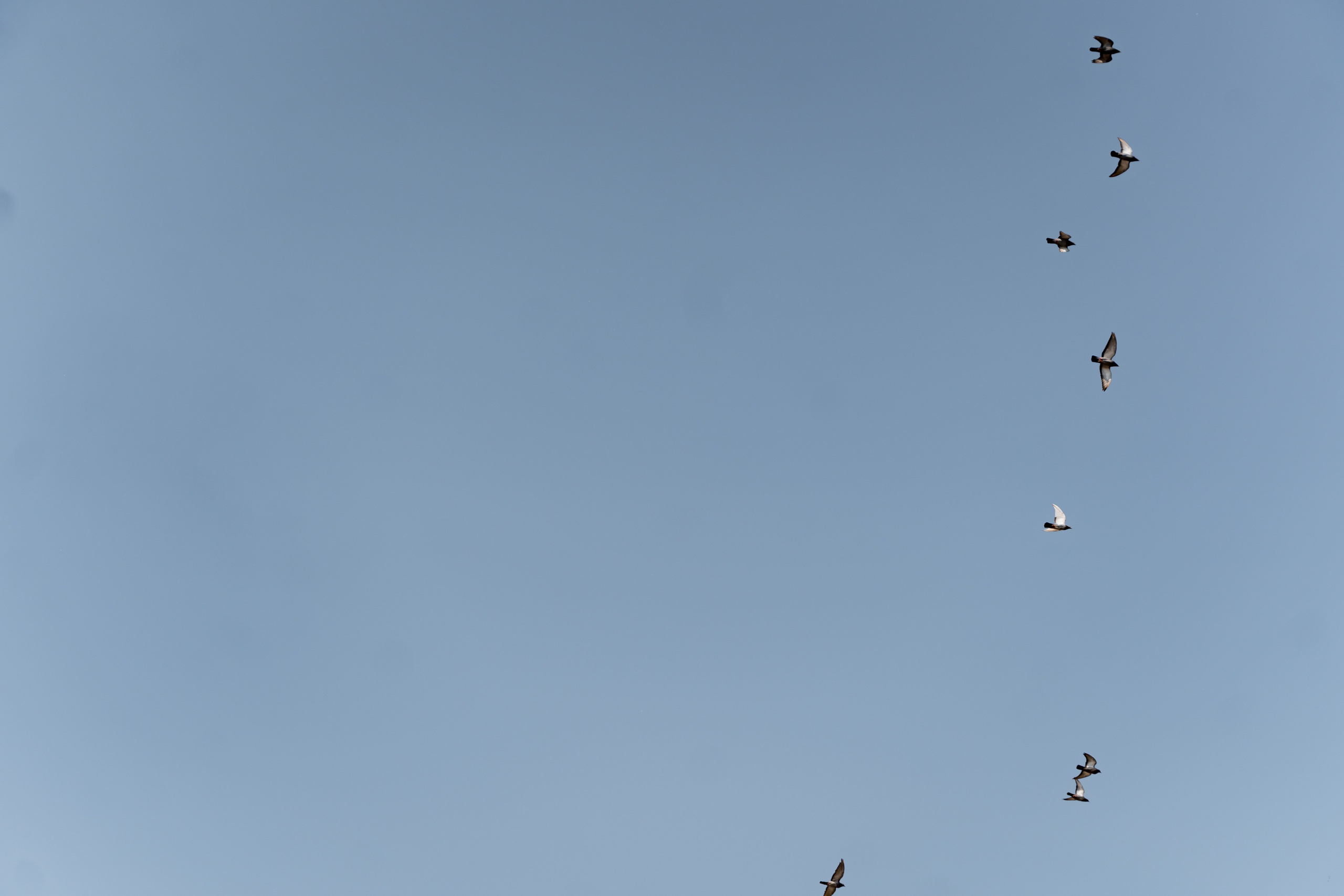 Діма & Анна. Весільний фотограф Львів Софія Крайник