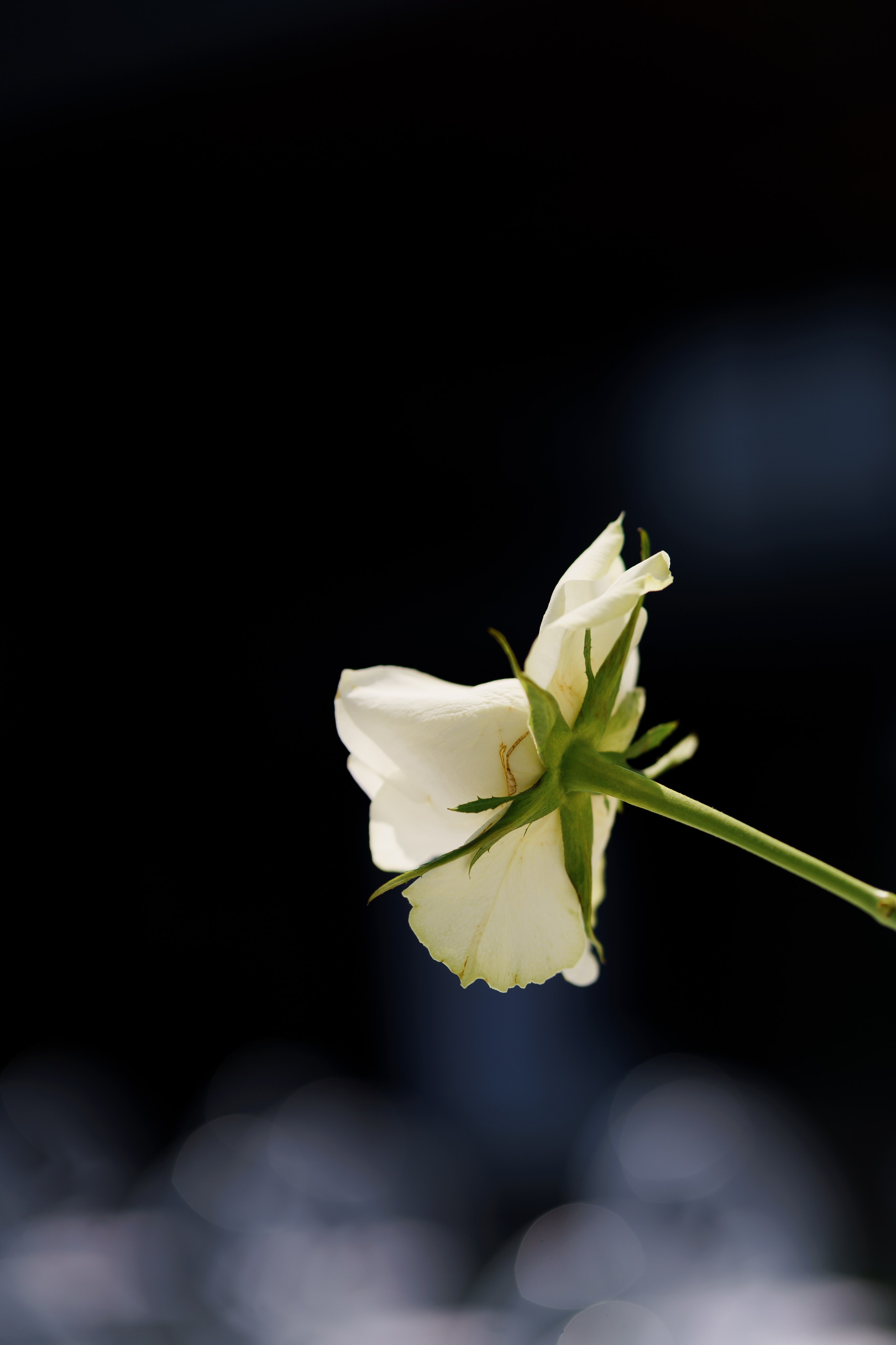 Віталій & Ліліана. Весільний фотограф Львів Софія Крайник