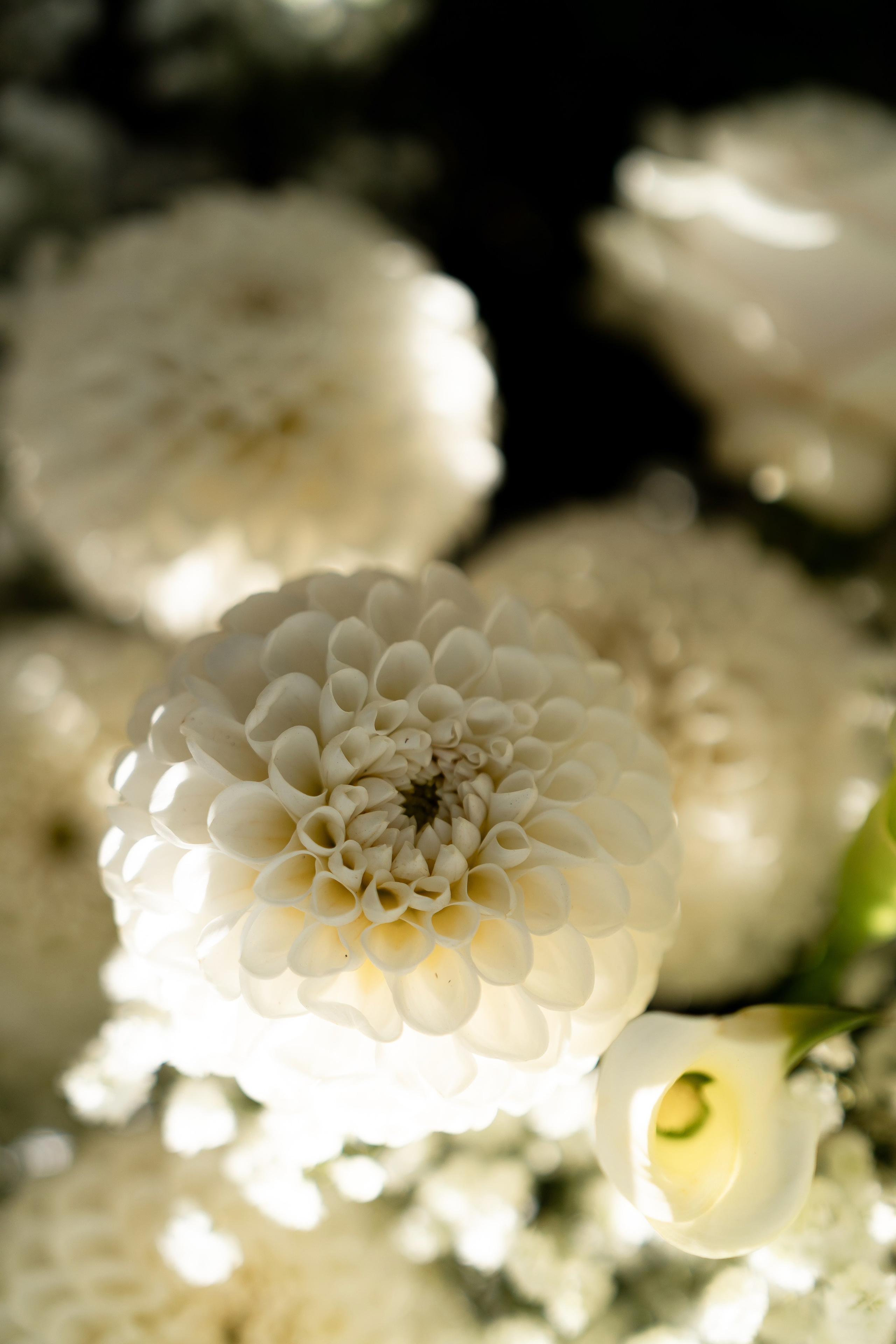 Анастасія & Олексій. Весільний фотограф Львів Софія Крайник