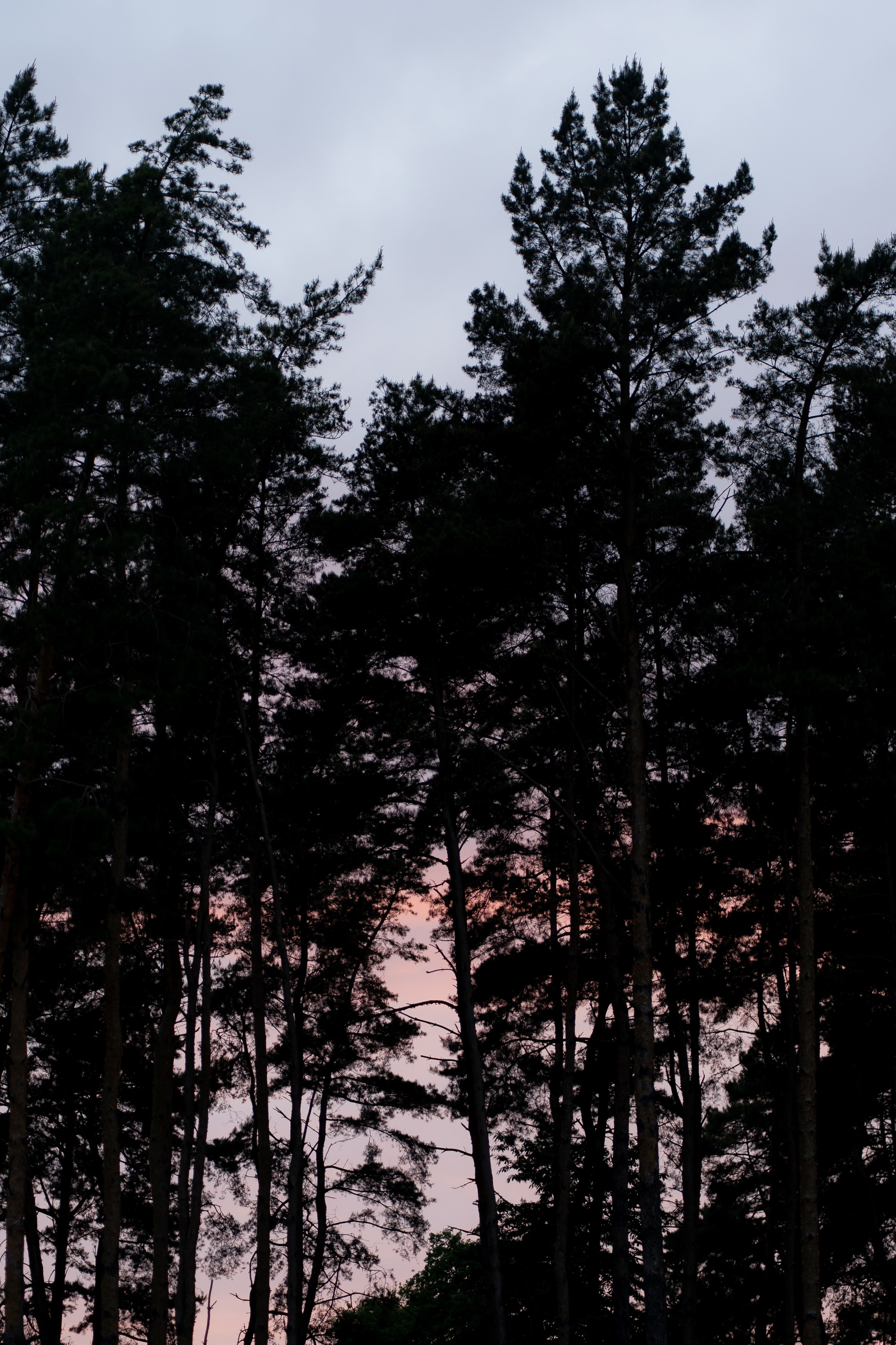 Тетяна & Остап. Весільний фотограф Львів Софія Крайник