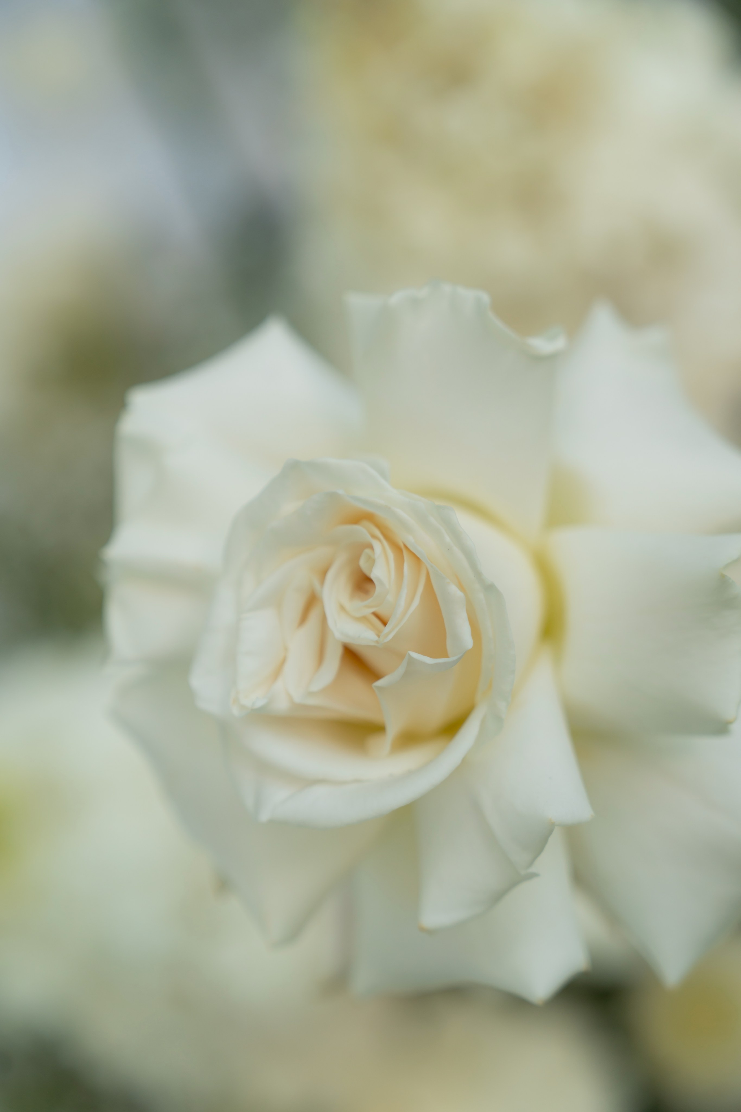 Анастасія & Олексій. Весільний фотограф Львів Софія Крайник