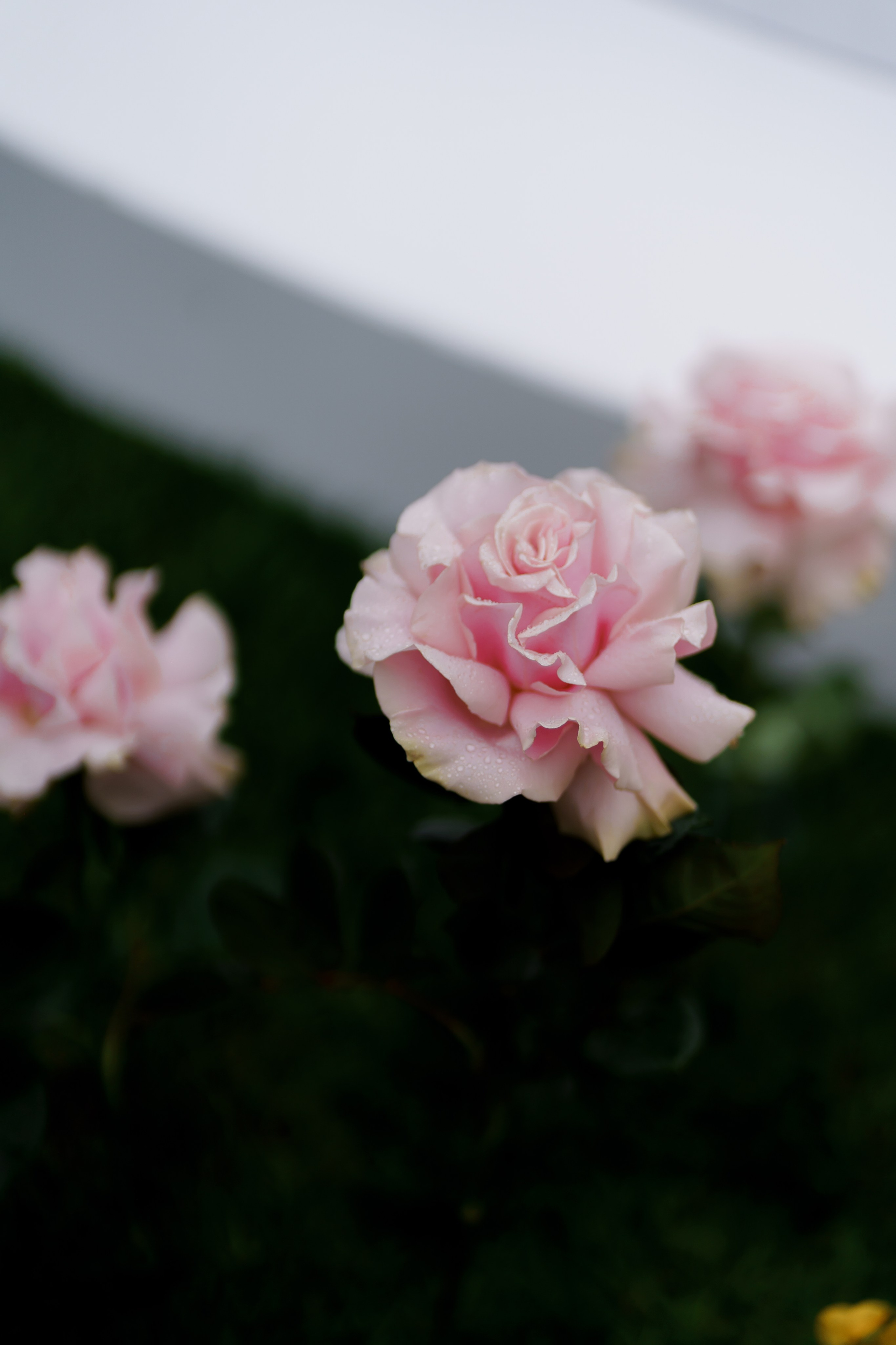 Тетяна & Остап. Весільний фотограф Львів Софія Крайник