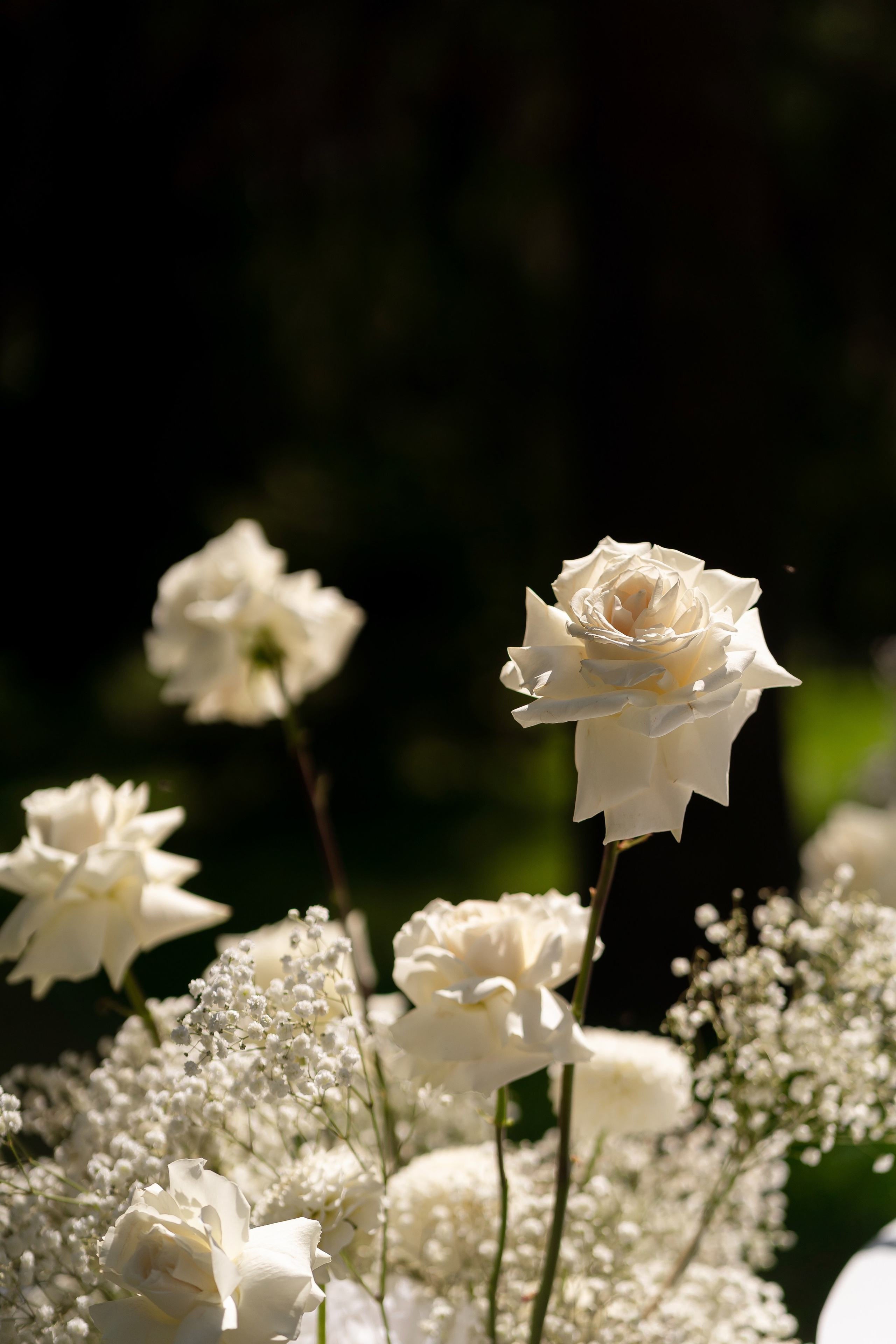 Анастасія & Олексій. Весільний фотограф Львів Софія Крайник