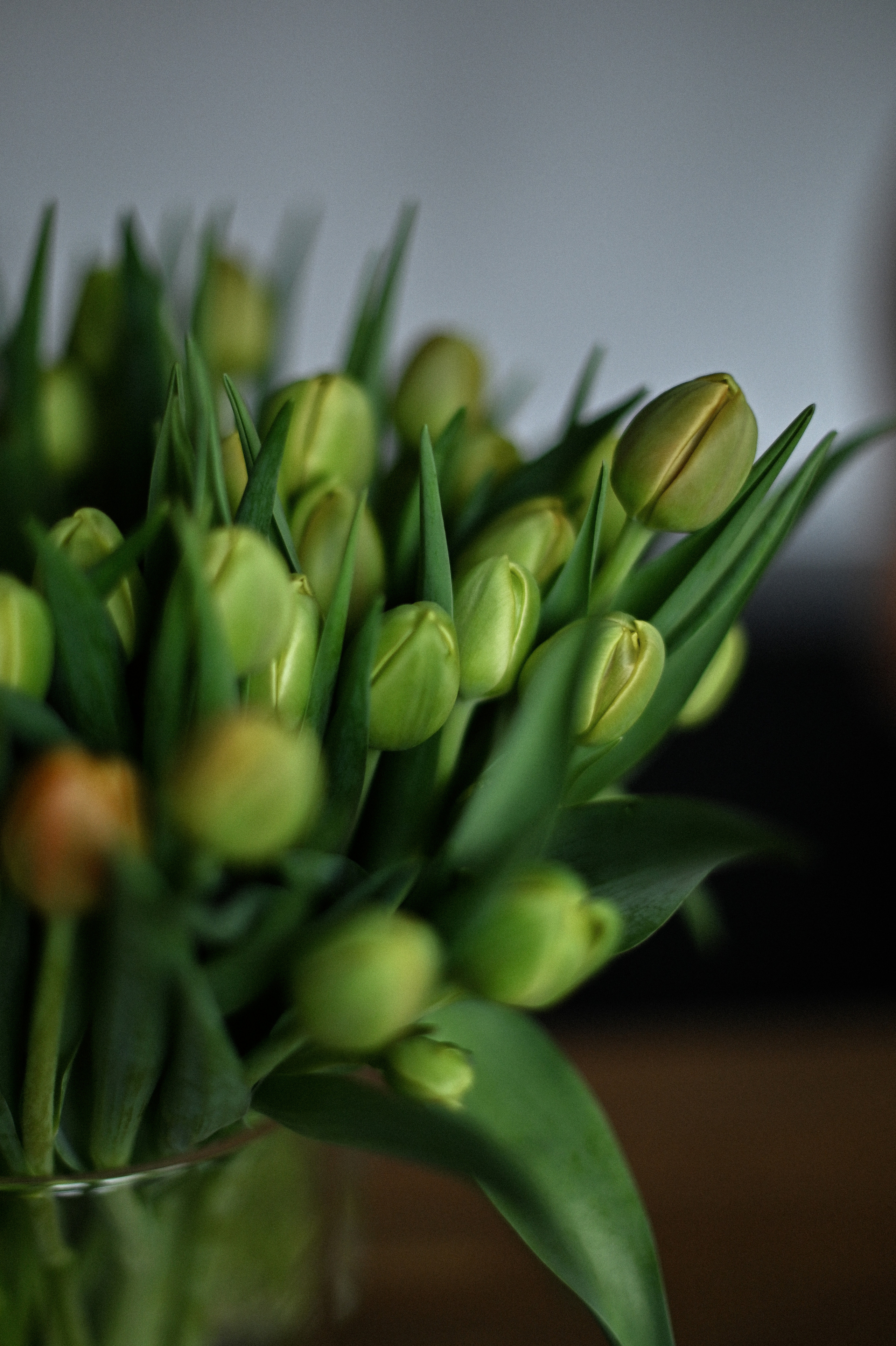 SPRING. Фотограф Бережна Юлія Прага