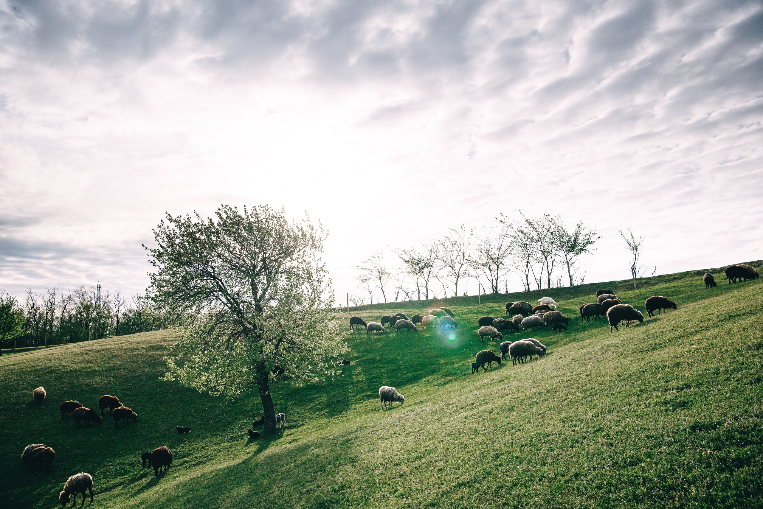 Sheepland. Антон лімов фотограф київ