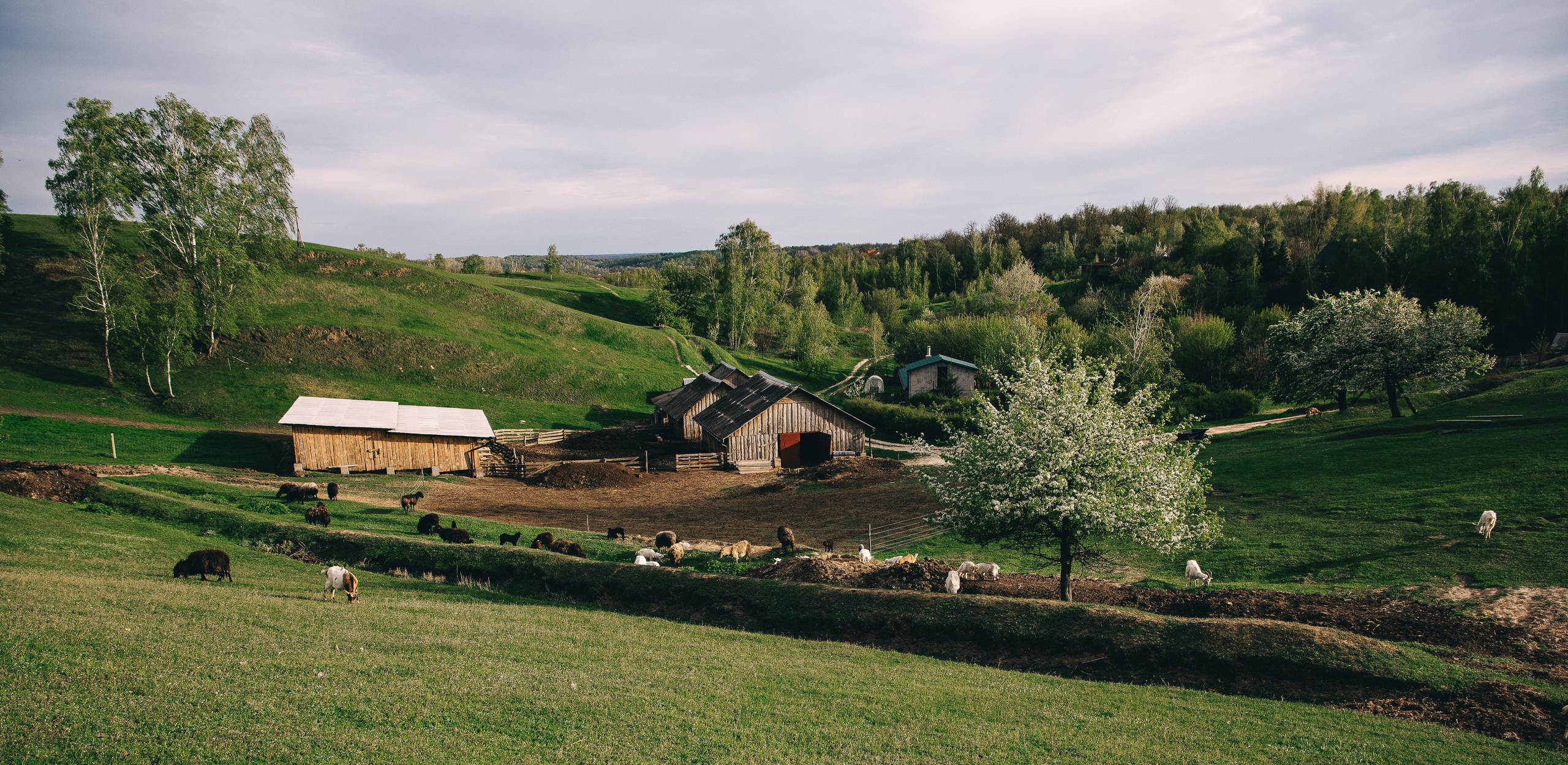 Sheepland. Антон лімов фотограф київ