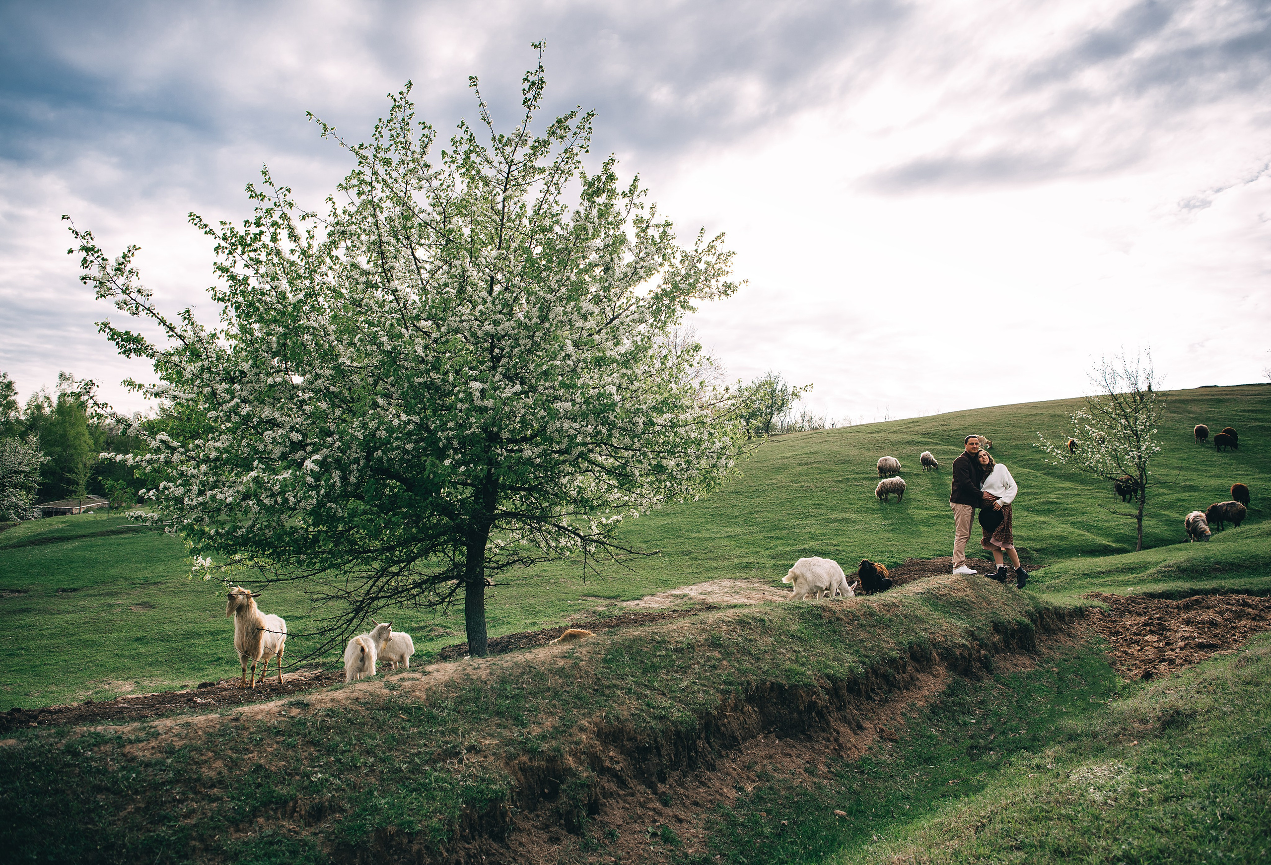 Sheepland. Антон лімов фотограф київ