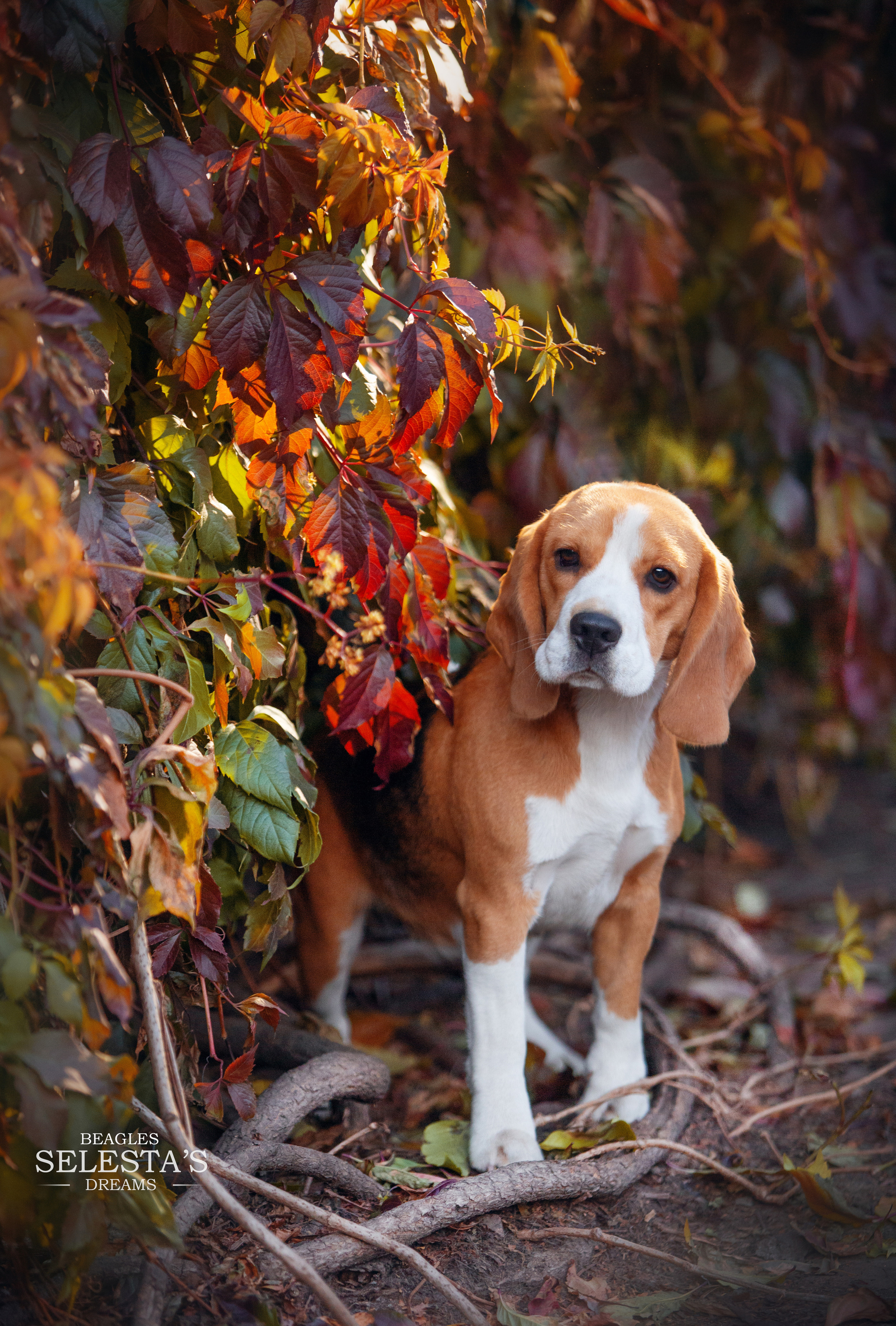 Dogs. Pet photographer Kateryna Mumzhynska