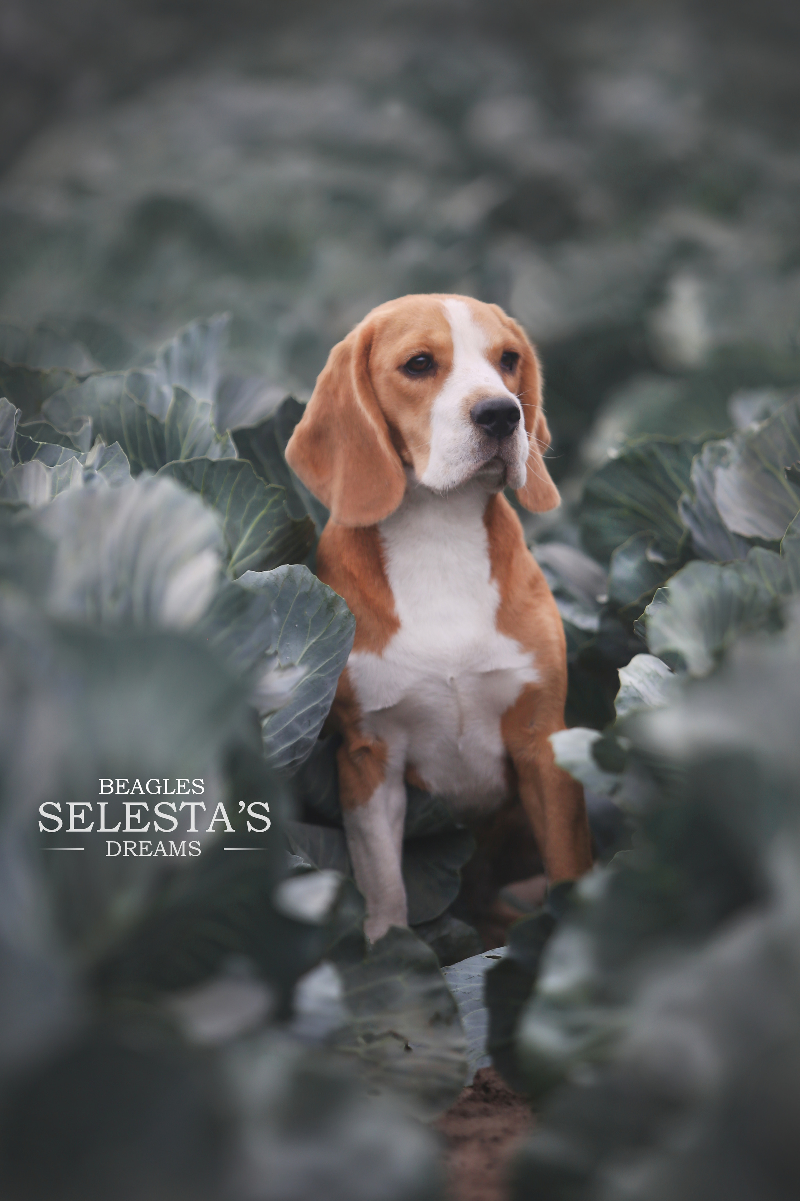 Dogs. Pet photographer Kateryna Mumzhynska