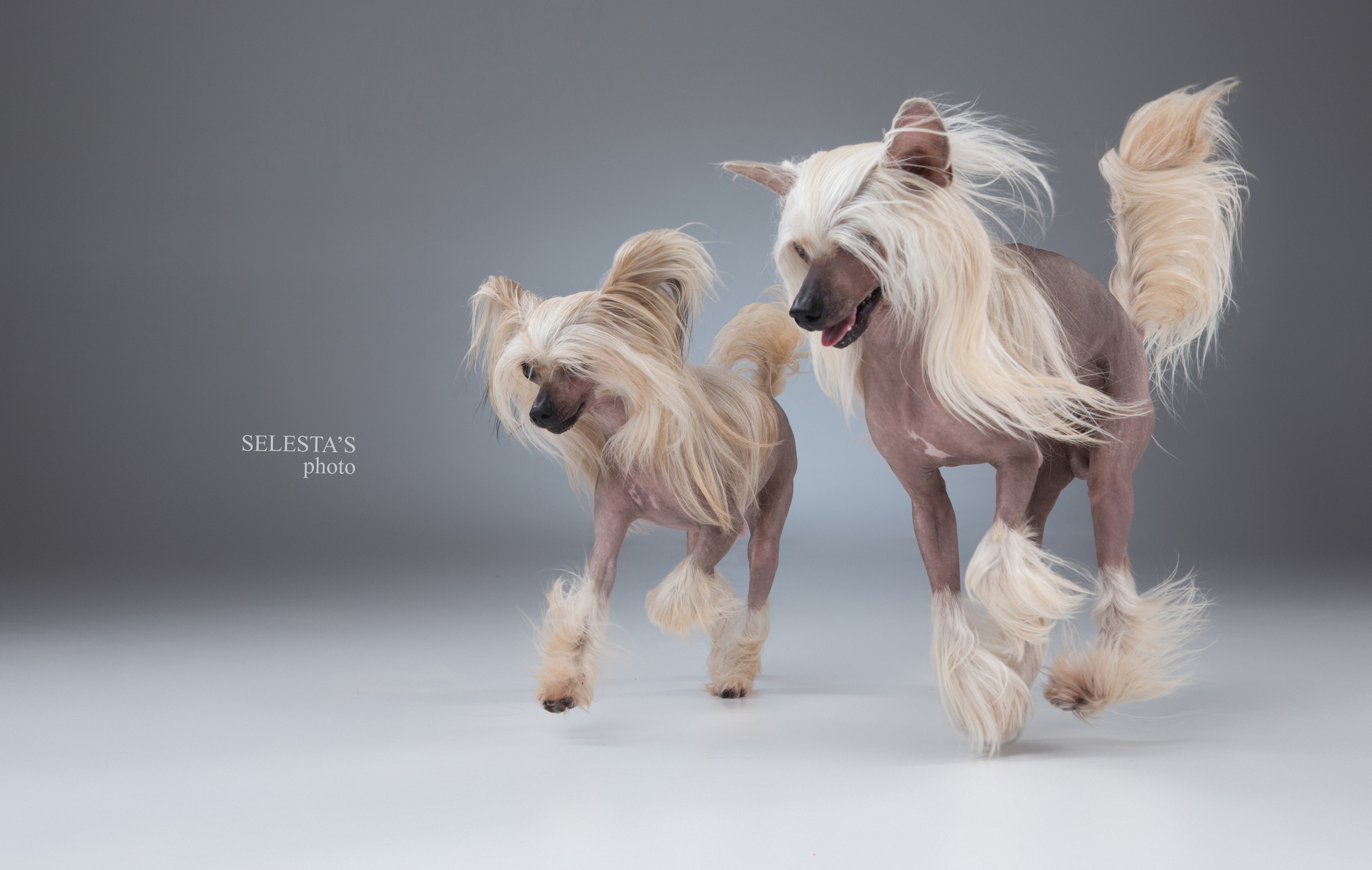 Dogs. Pet photographer Kateryna Mumzhynska