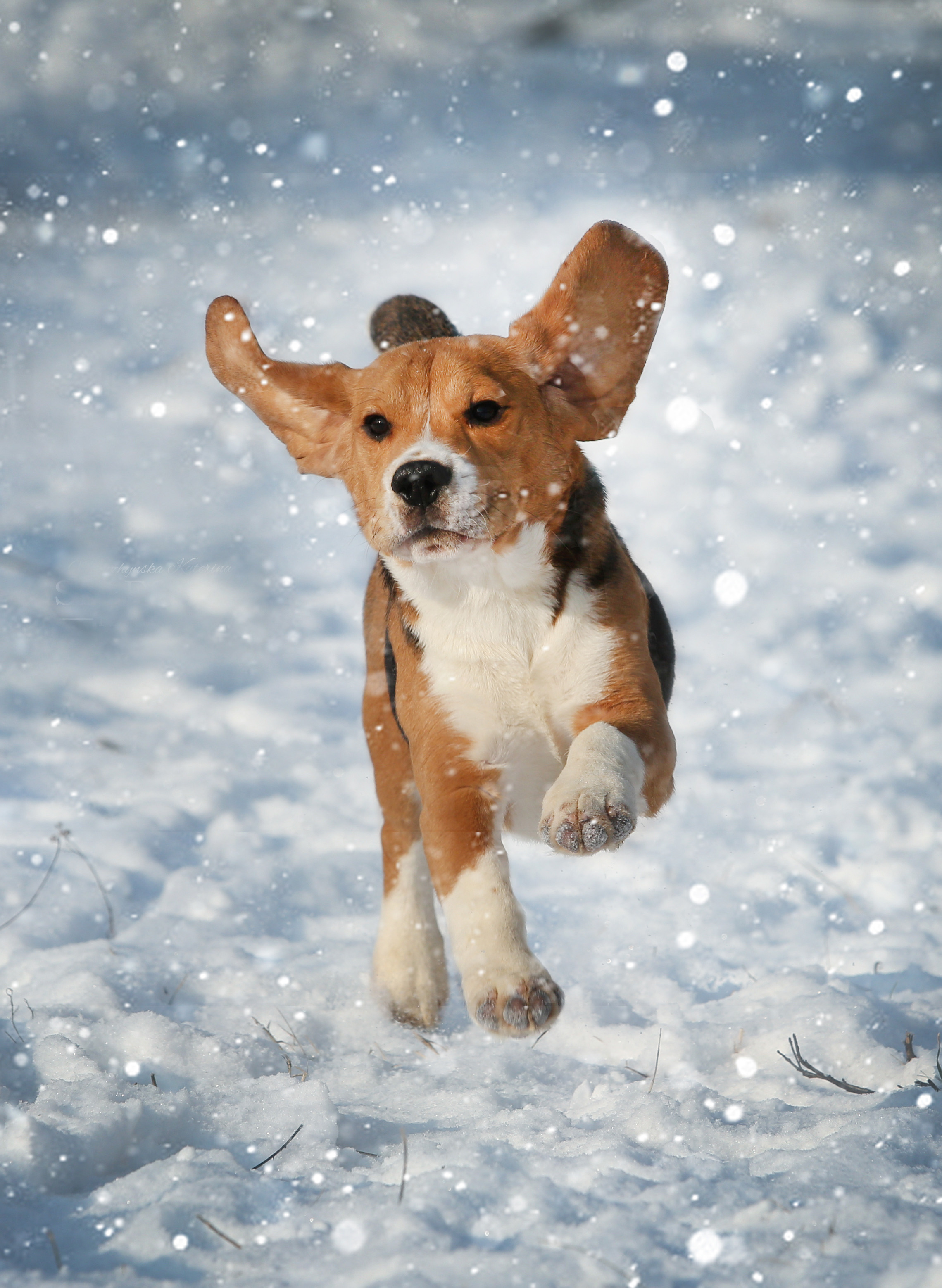 Dogs. Pet photographer Kateryna Mumzhynska