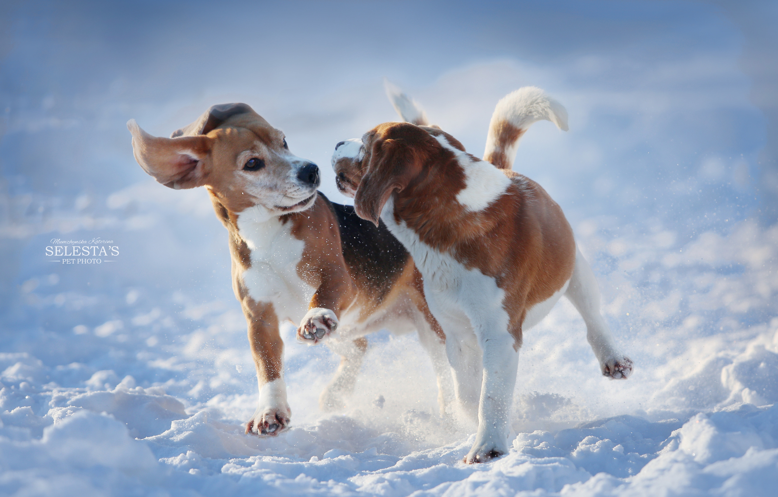 Dogs. Pet photographer Kateryna Mumzhynska