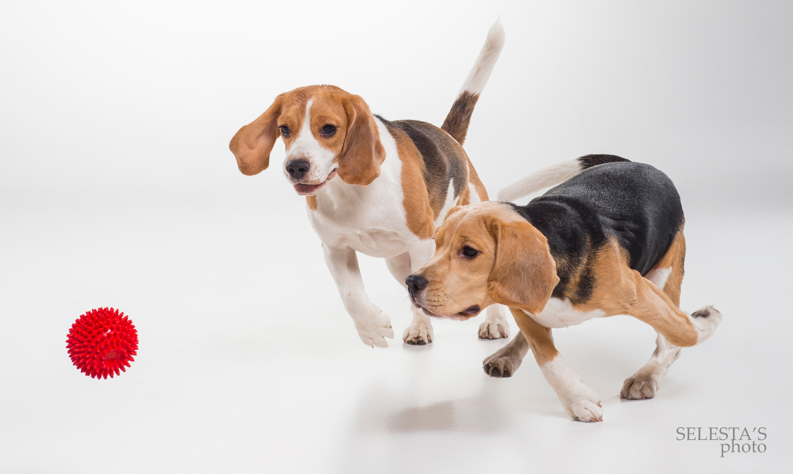 Dogs. Pet photographer Kateryna Mumzhynska