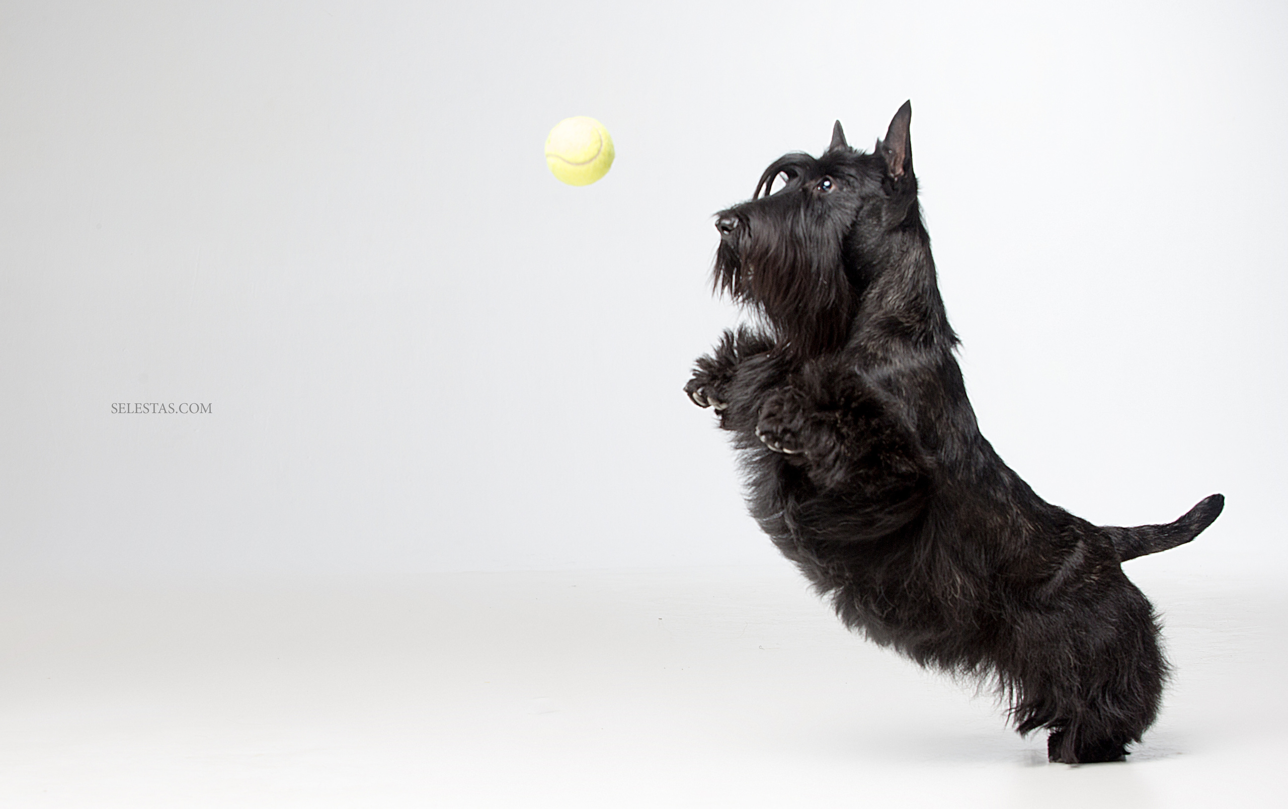 Dogs. Pet photographer Kateryna Mumzhynska